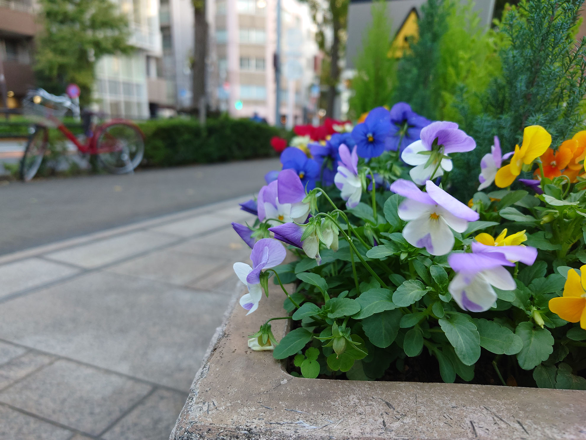 手前の花にピントをあわせた