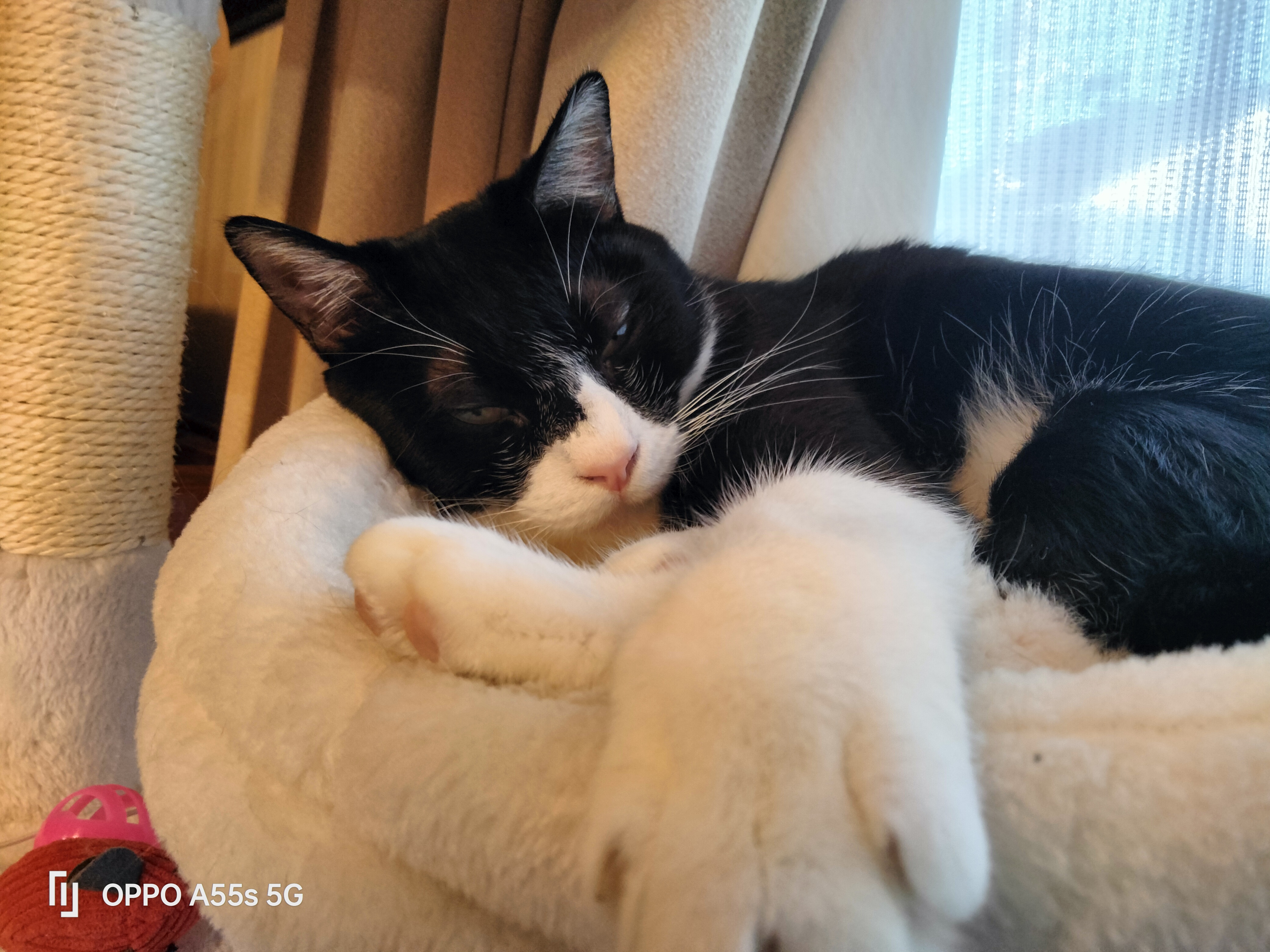 細い毛もしっかりと描写