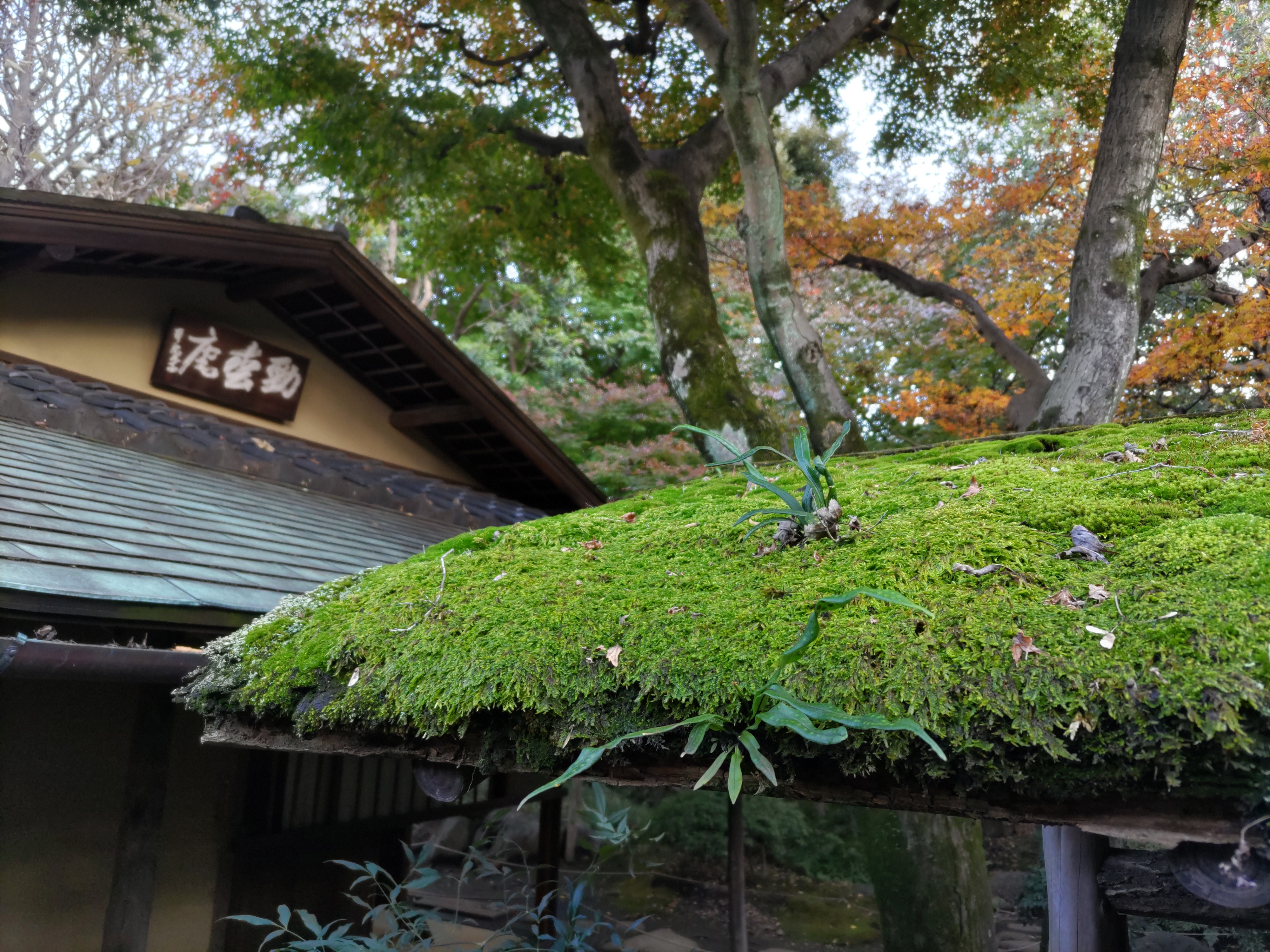 苔むした茶室の門を標準カメラで迫って撮影した。曇天の夕方と難しい条件だったが、ホワイトバランスも的確で見た目よりクリーンな写りとなった。背景のボケ感も好感が持てる