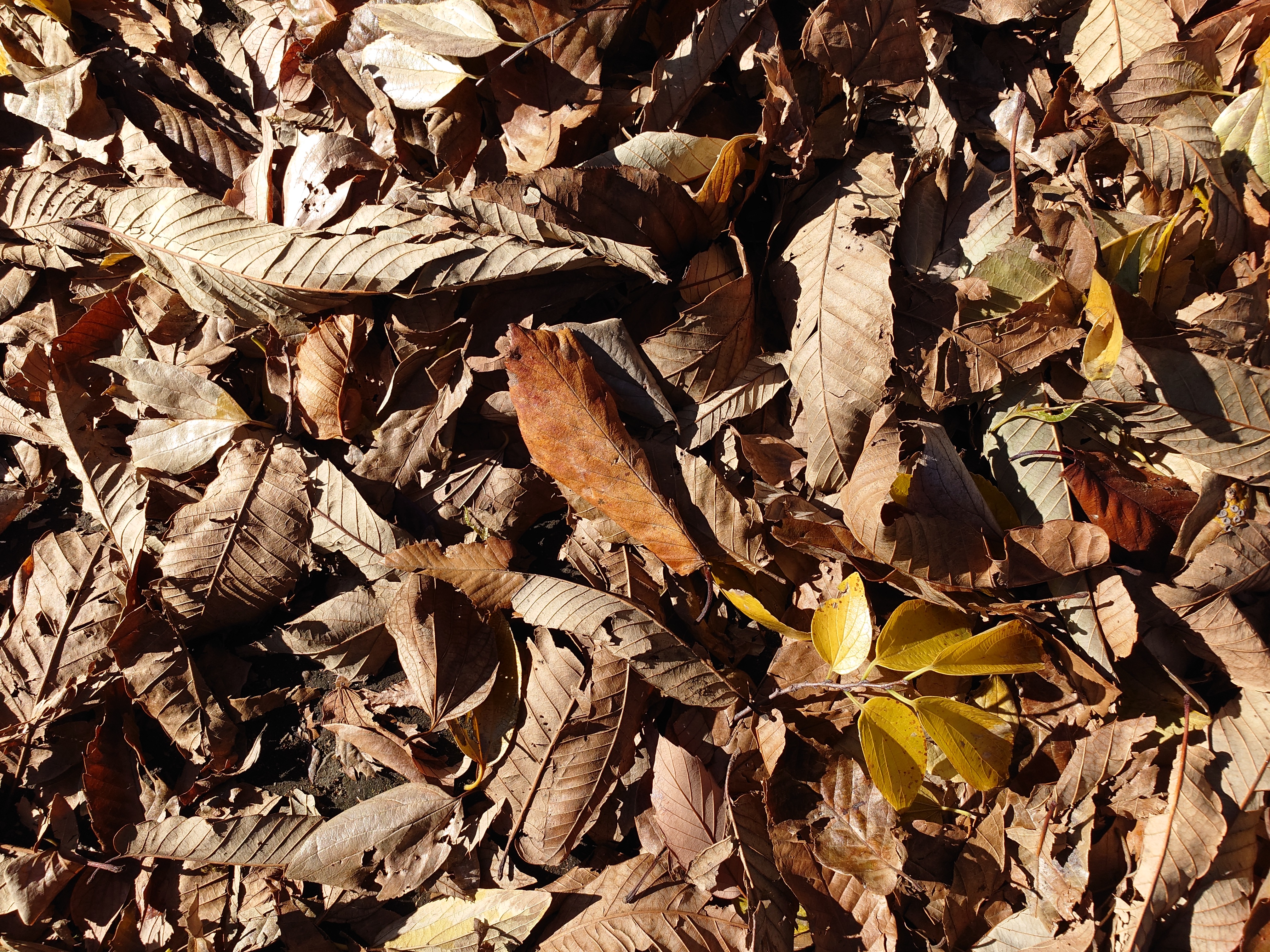 近接撮影を試みた。F4.0に絞ってシャッターを切ると、積もった枯れ葉たちのディテールが際立った。スマホと言うよりはデジタルカメラの画質である