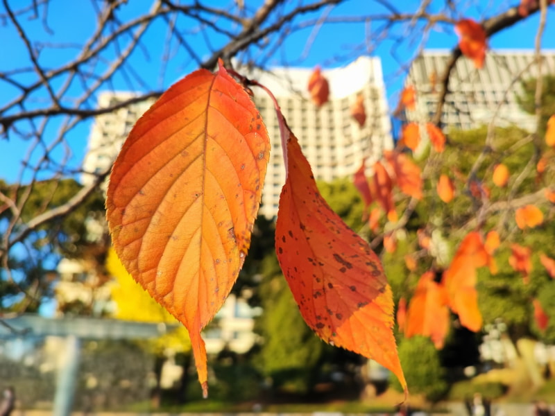 背景ボケも自然。ポートレート撮影ではこのほか、様々なフィルタ効果も用意されている