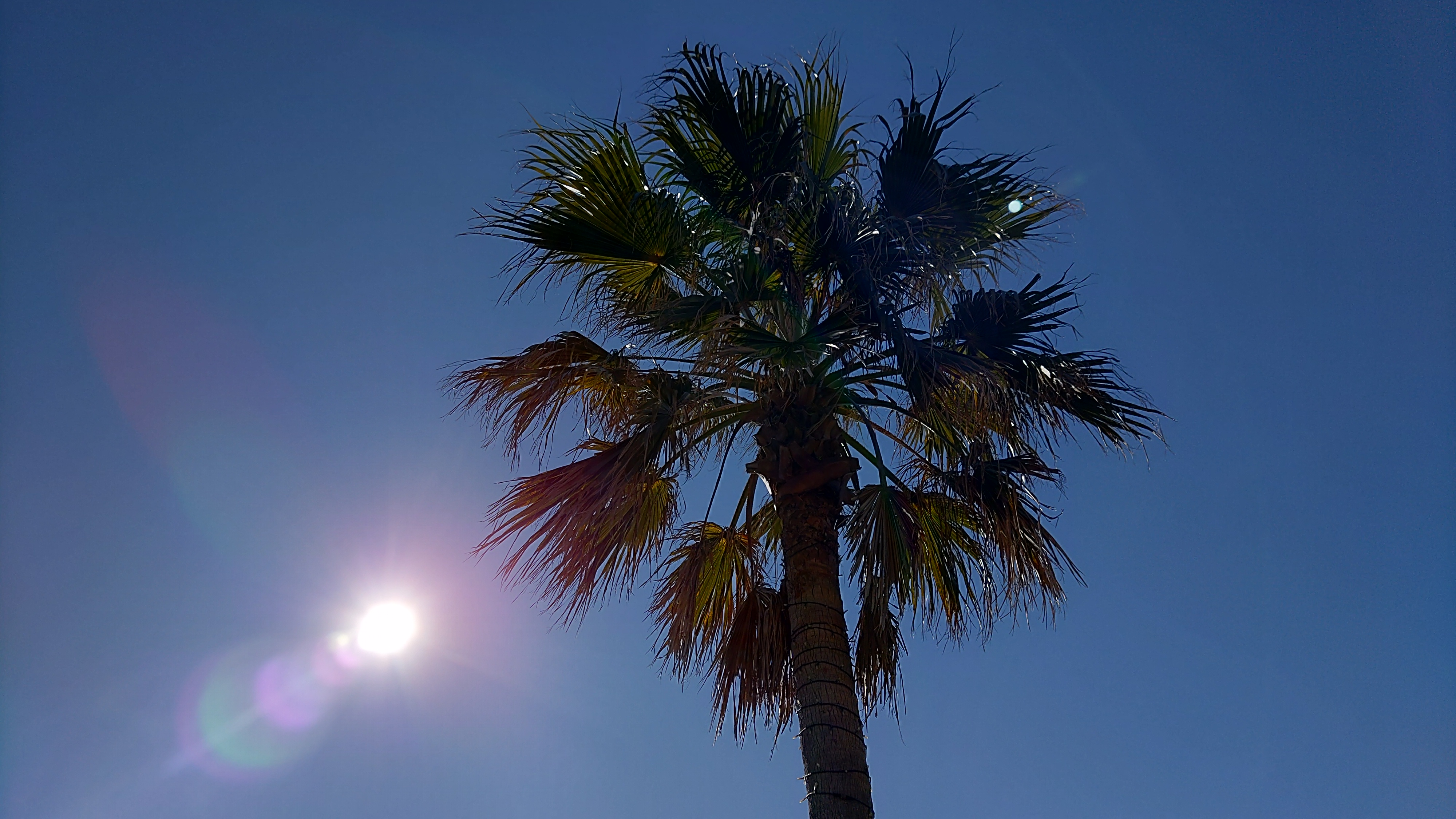 ほかのスマートフォン同様に強烈な点光源は苦手である。太陽の周りのフレアや、木の部分に出た球状のゴーストが気になるところだ。可能であればフレーム内に入るのを避けたいものだ