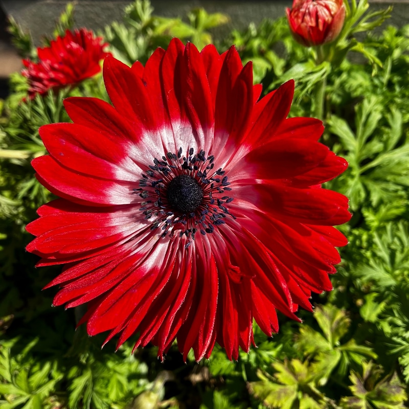 リッチなコントラスト