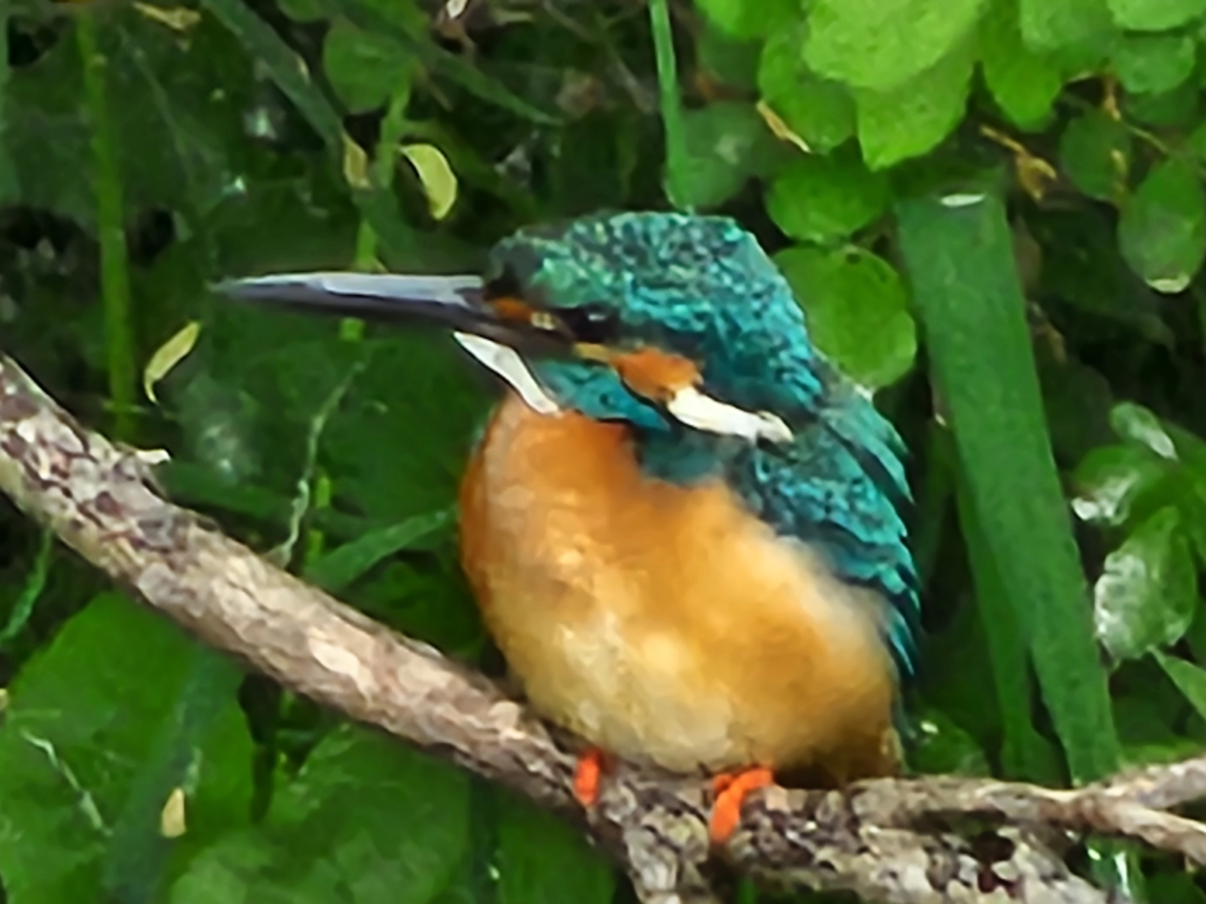 超望遠レンズの作例を撮るために多摩川へ。目的のカワセミを発見し「Galaxy S22 Ultra」の各カメラを使って徐々にクローズアップしたカット。最後はデジタルズーム最大時。ちょっとこれは無理があるね。