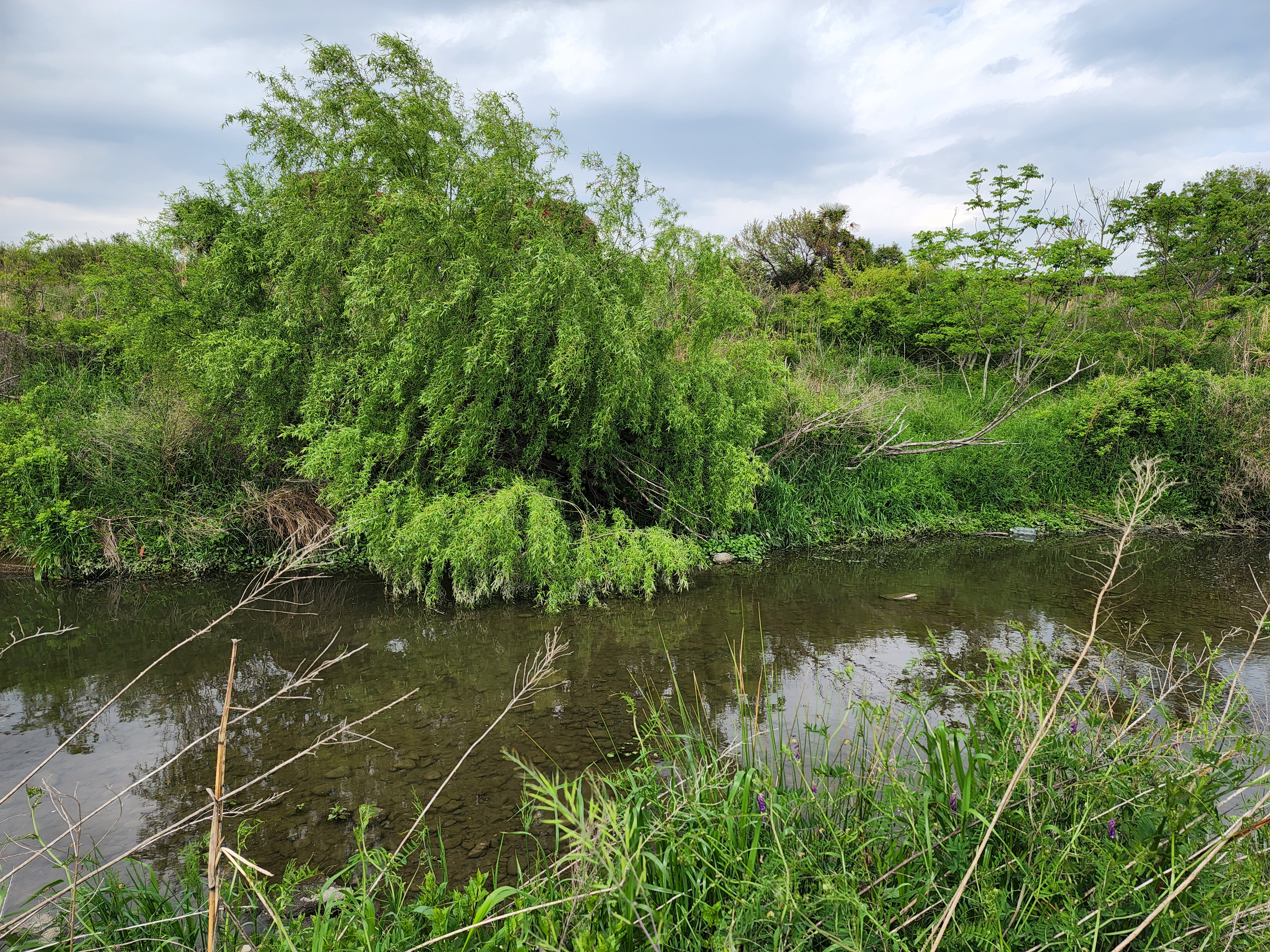 超望遠レンズの作例を撮るために多摩川へ。目的のカワセミを発見し「Galaxy S22 Ultra」の各カメラを使って徐々にクローズアップしたカット。最後はデジタルズーム最大時。ちょっとこれは無理があるね。