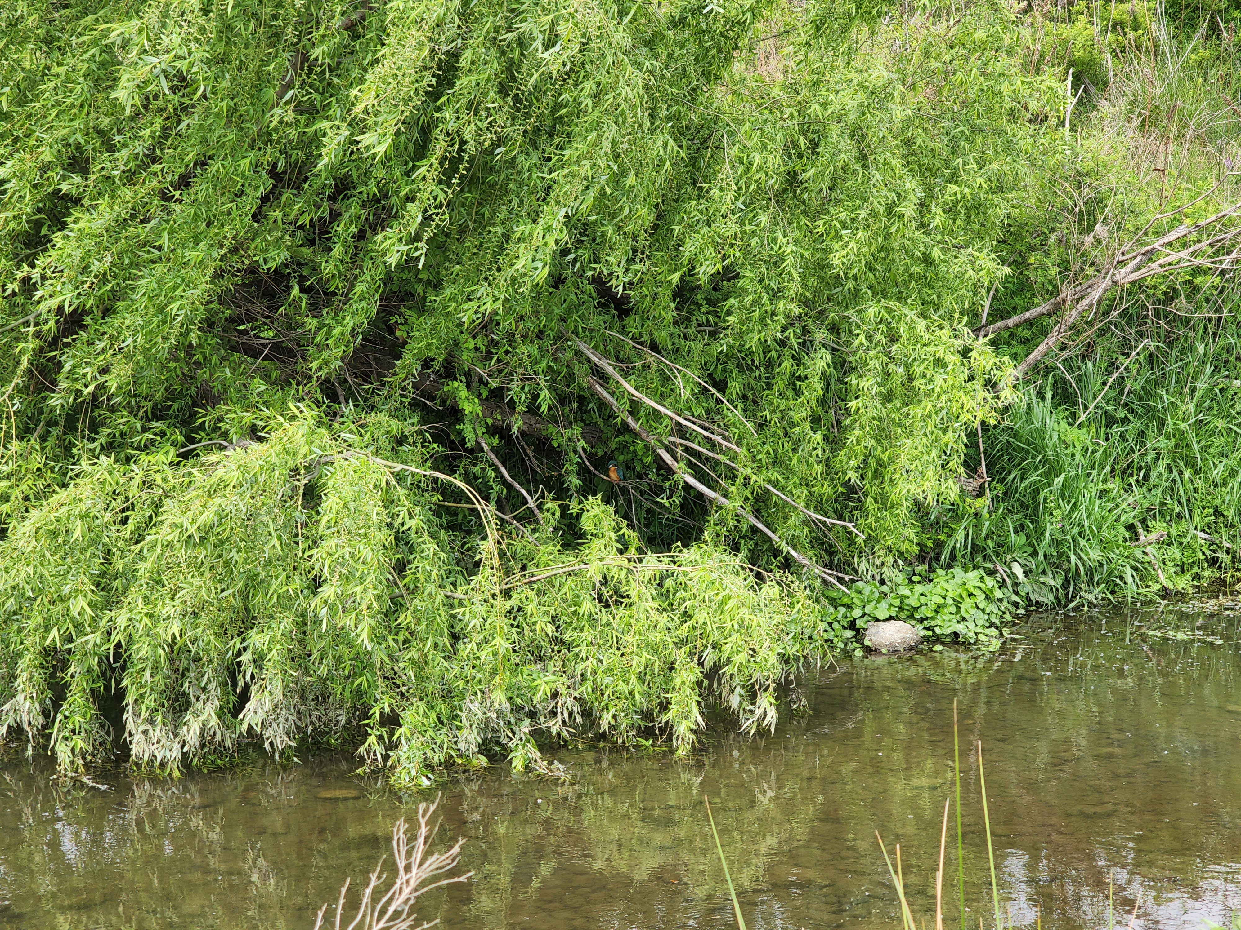 超望遠レンズの作例を撮るために多摩川へ。目的のカワセミを発見し「Galaxy S22 Ultra」の各カメラを使って徐々にクローズアップしたカット。最後はデジタルズーム最大時。ちょっとこれは無理があるね。