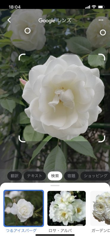 バラ……？　と思いつつ調べてみたら、品種名を示してくれました。なるほど、そうきたか。