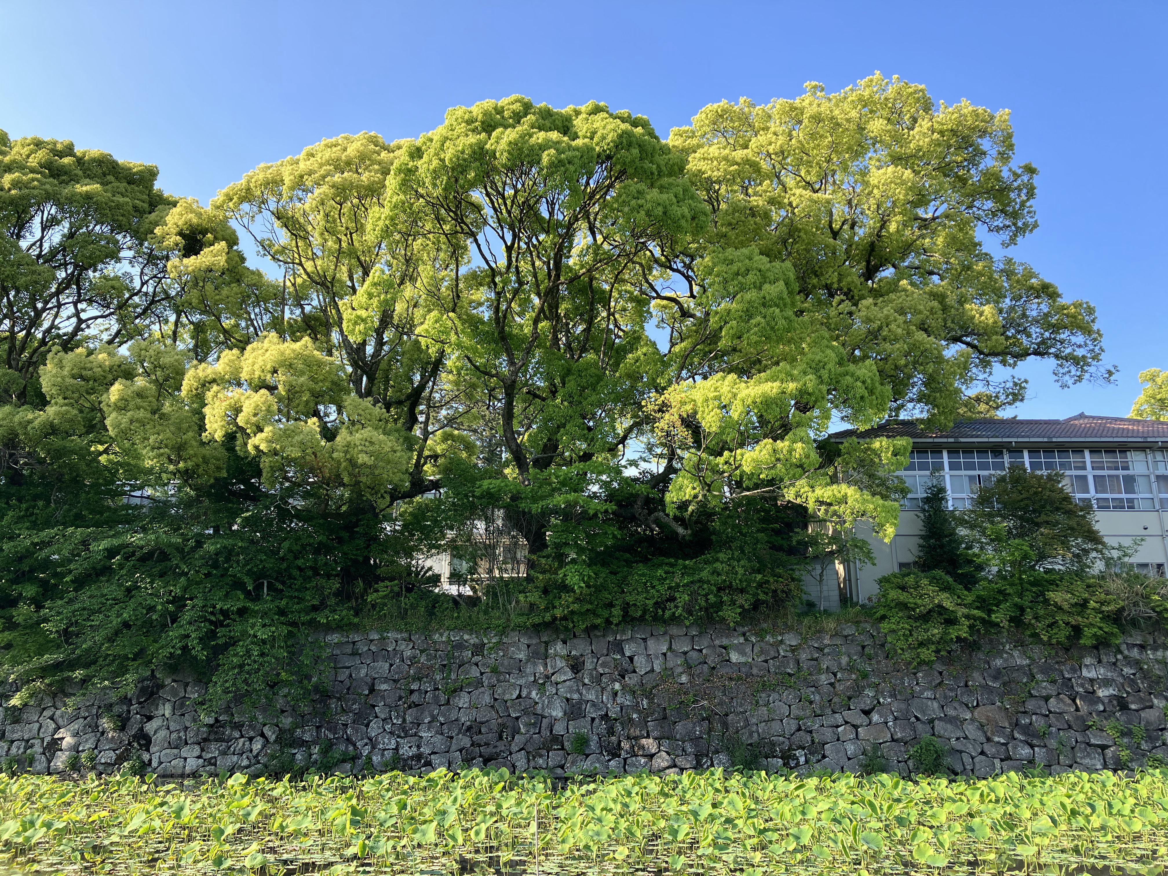 お堀端の新緑を撮った。見た目以上に鮮やかな写りだ。iPhoneの写りは自然な色合いで、Androidは「盛った」色合い、と以前は言われたが、近ごろはそう簡単にはひとくくりにできないと感じる。