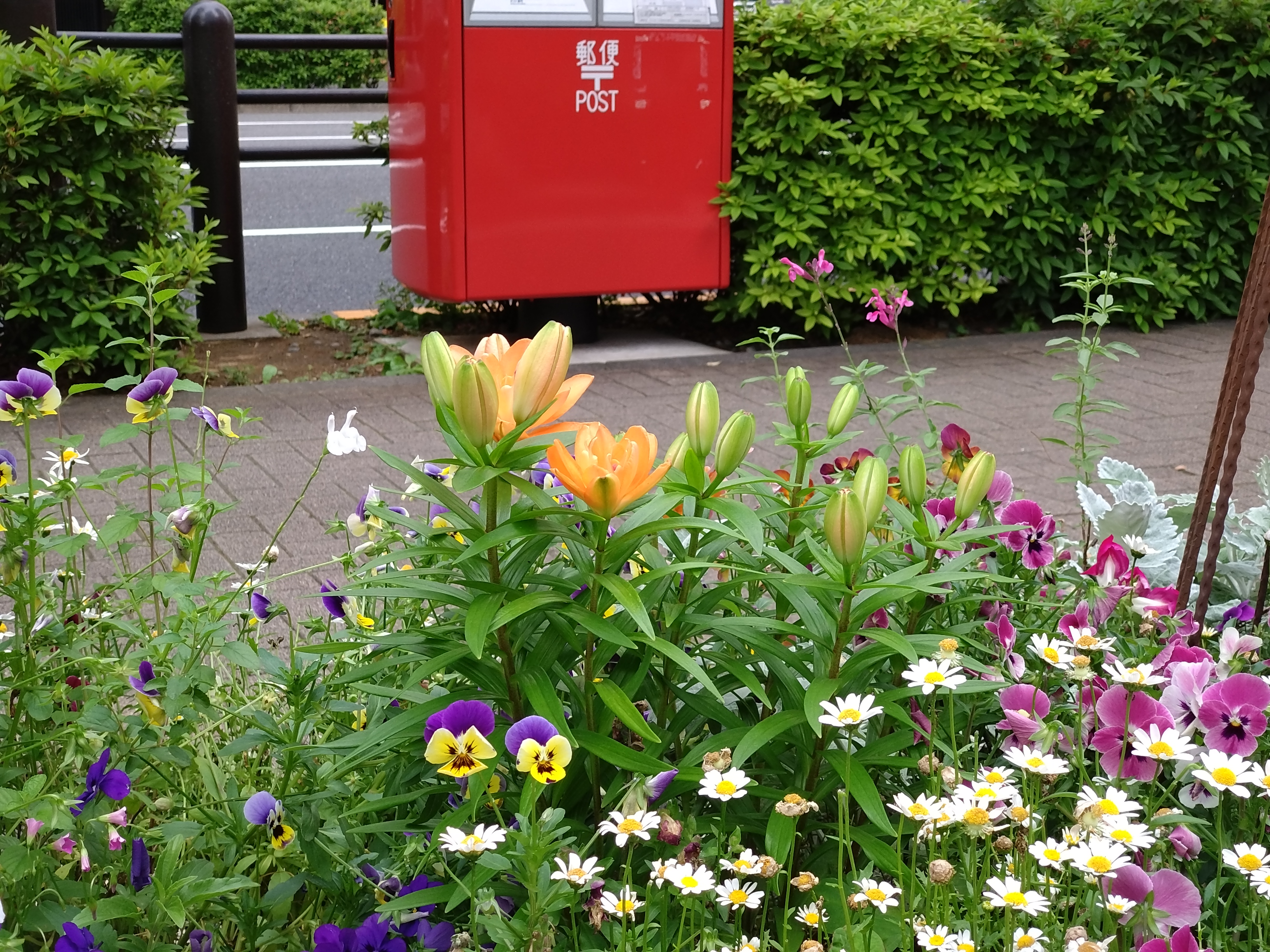 54mm望遠カメラで撮影