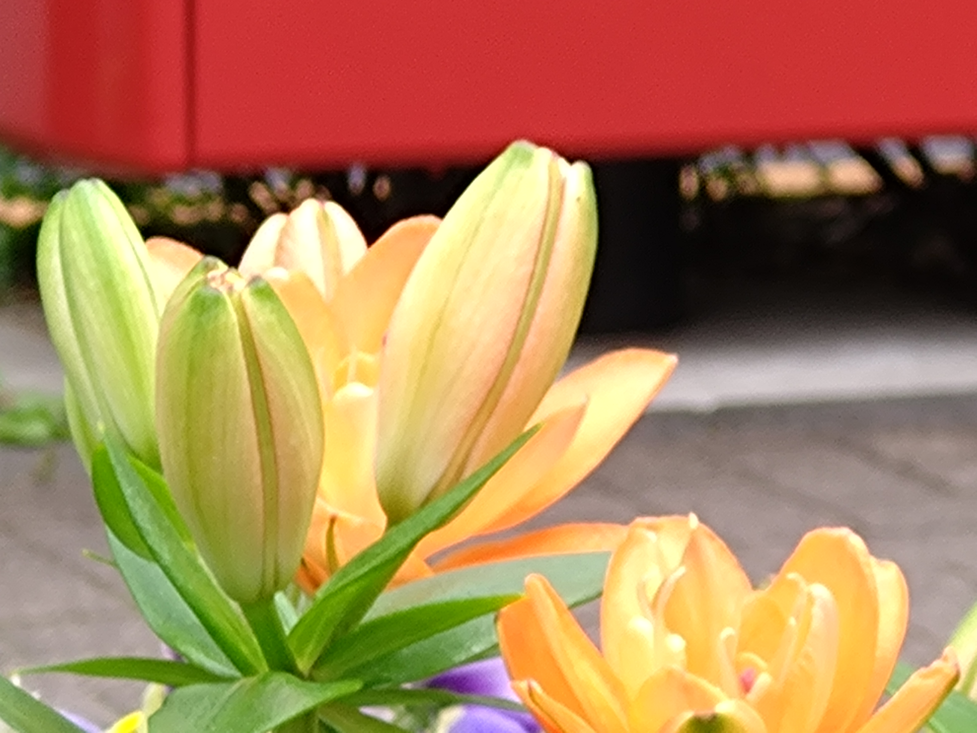 デジタルズームで最大まで寄って撮影