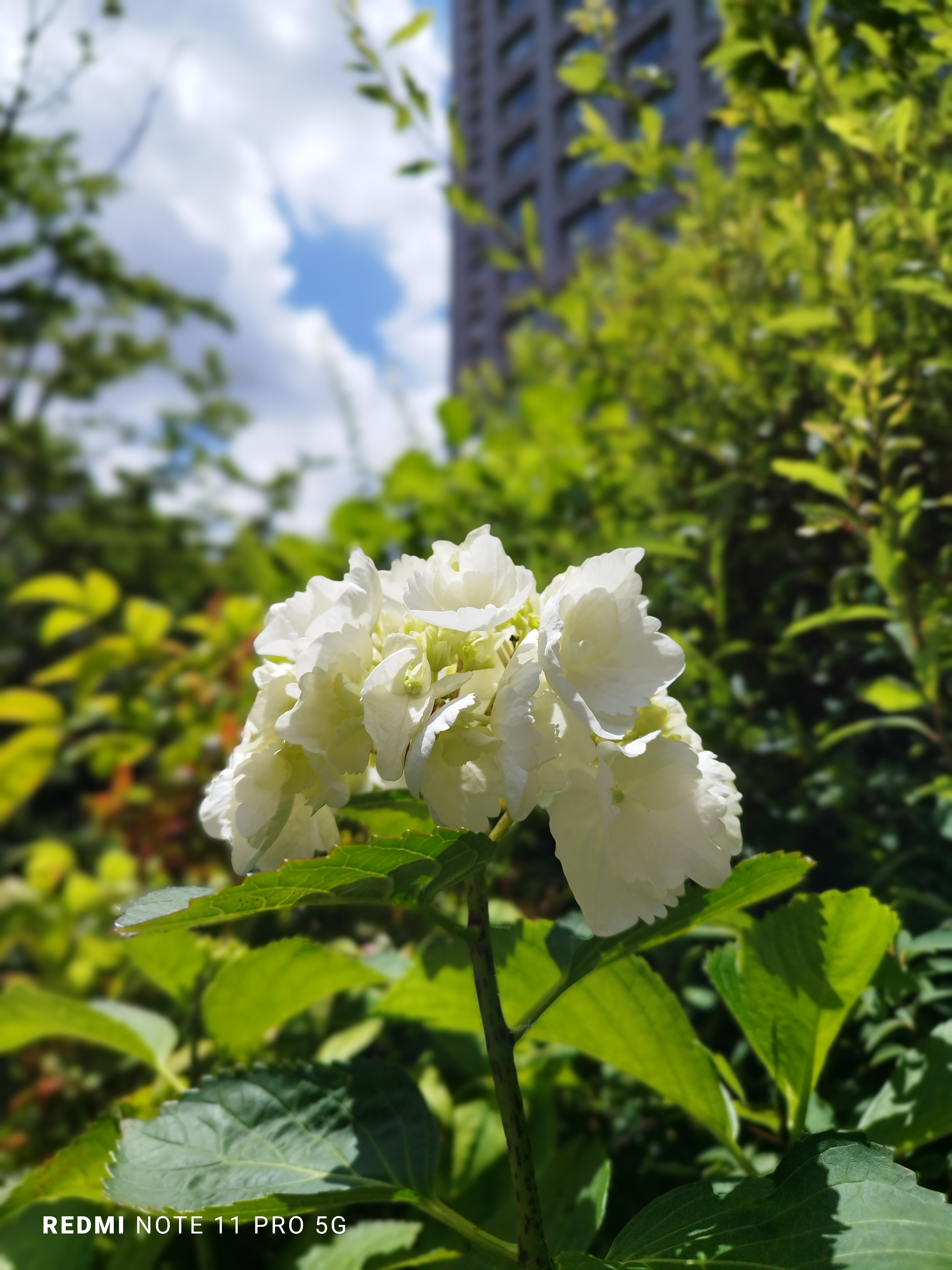 建物をバックに花を撮影。背景をぼかすことも可能