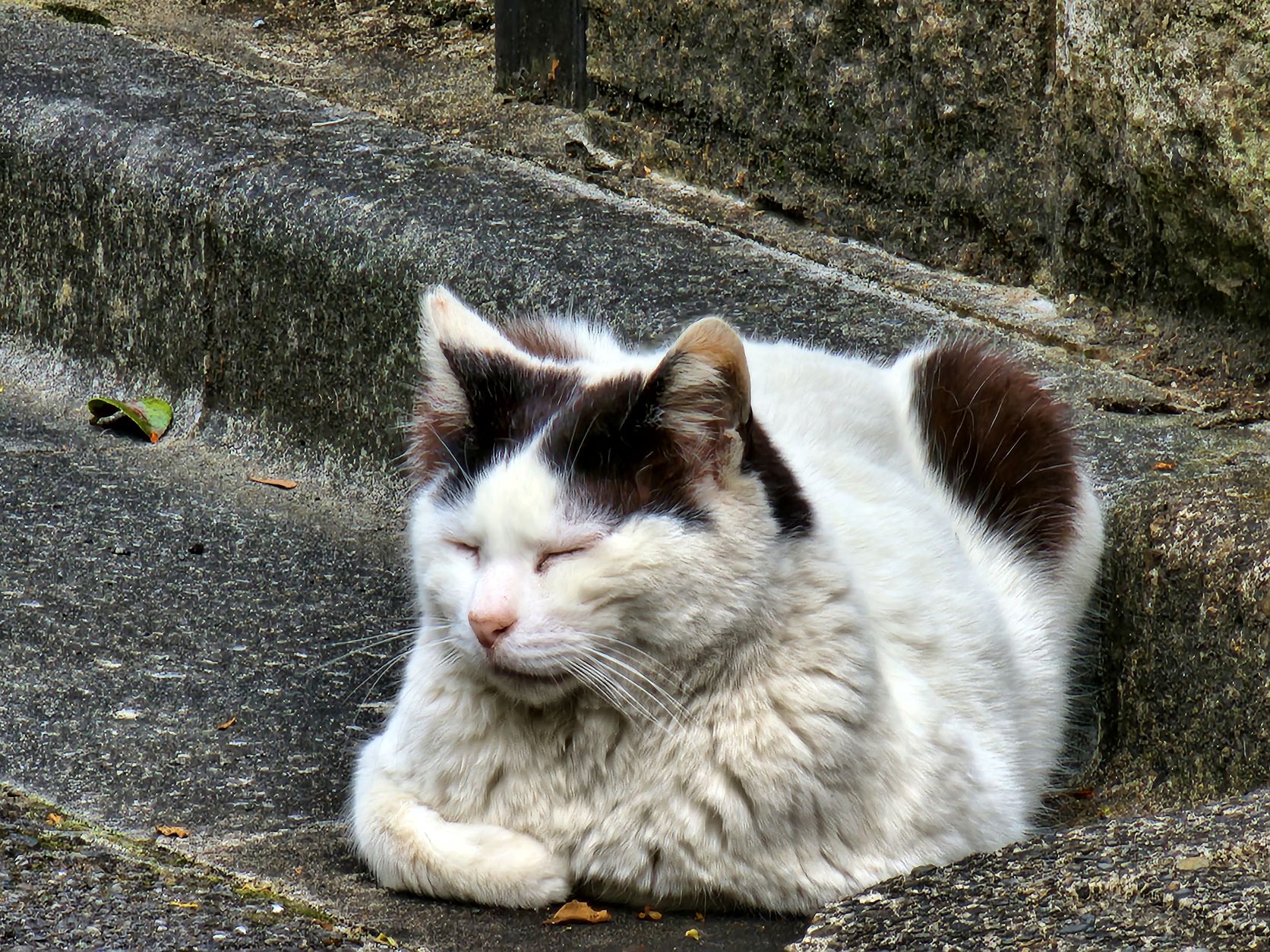 何倍か忘れましたが、同じネコにデジタルズームで寄ってみました。ちょっと下寄りになっちゃいましたが、画質はとてもきれいです