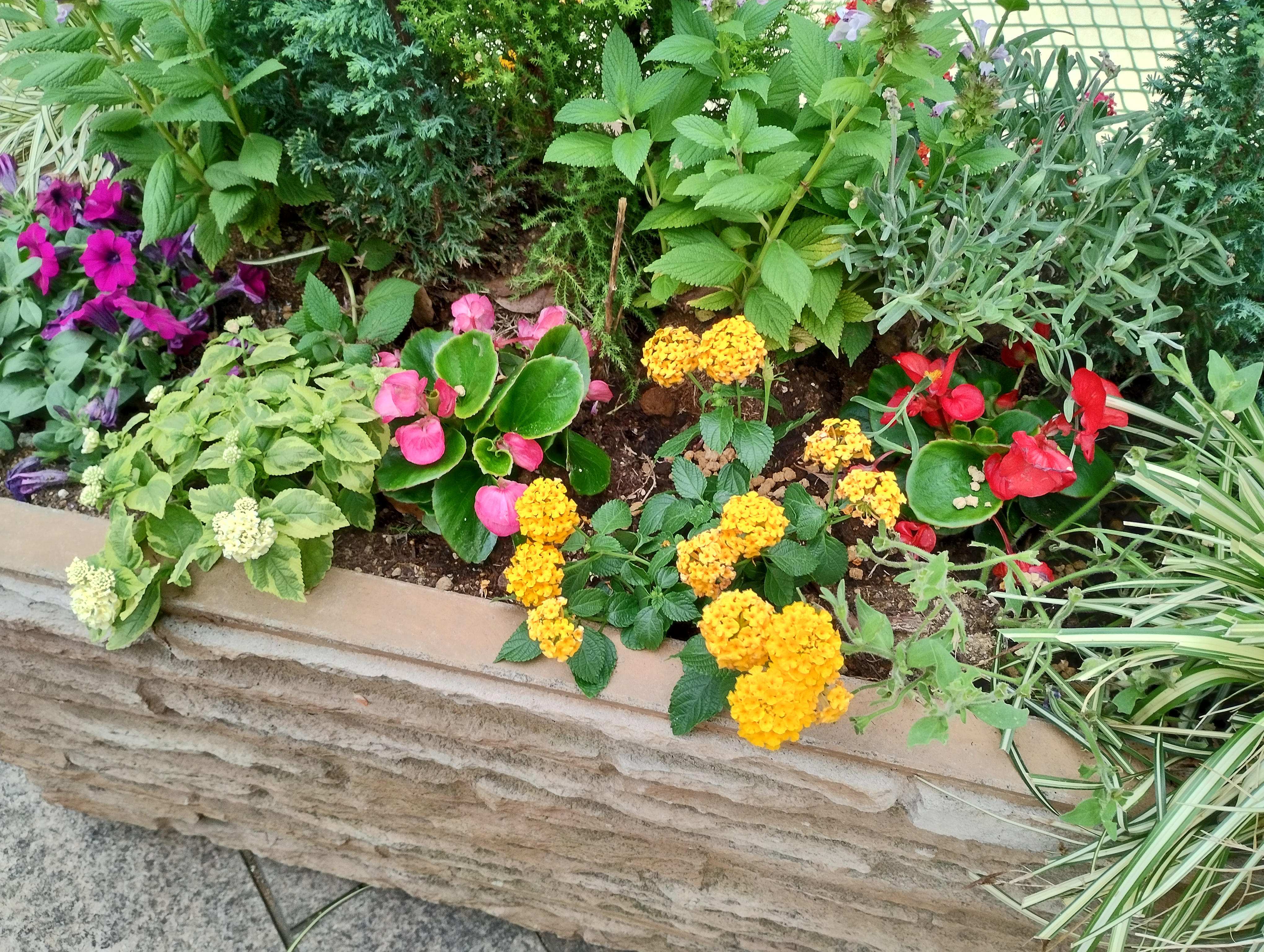 超広角カメラ（左）とメインカメラ（右）