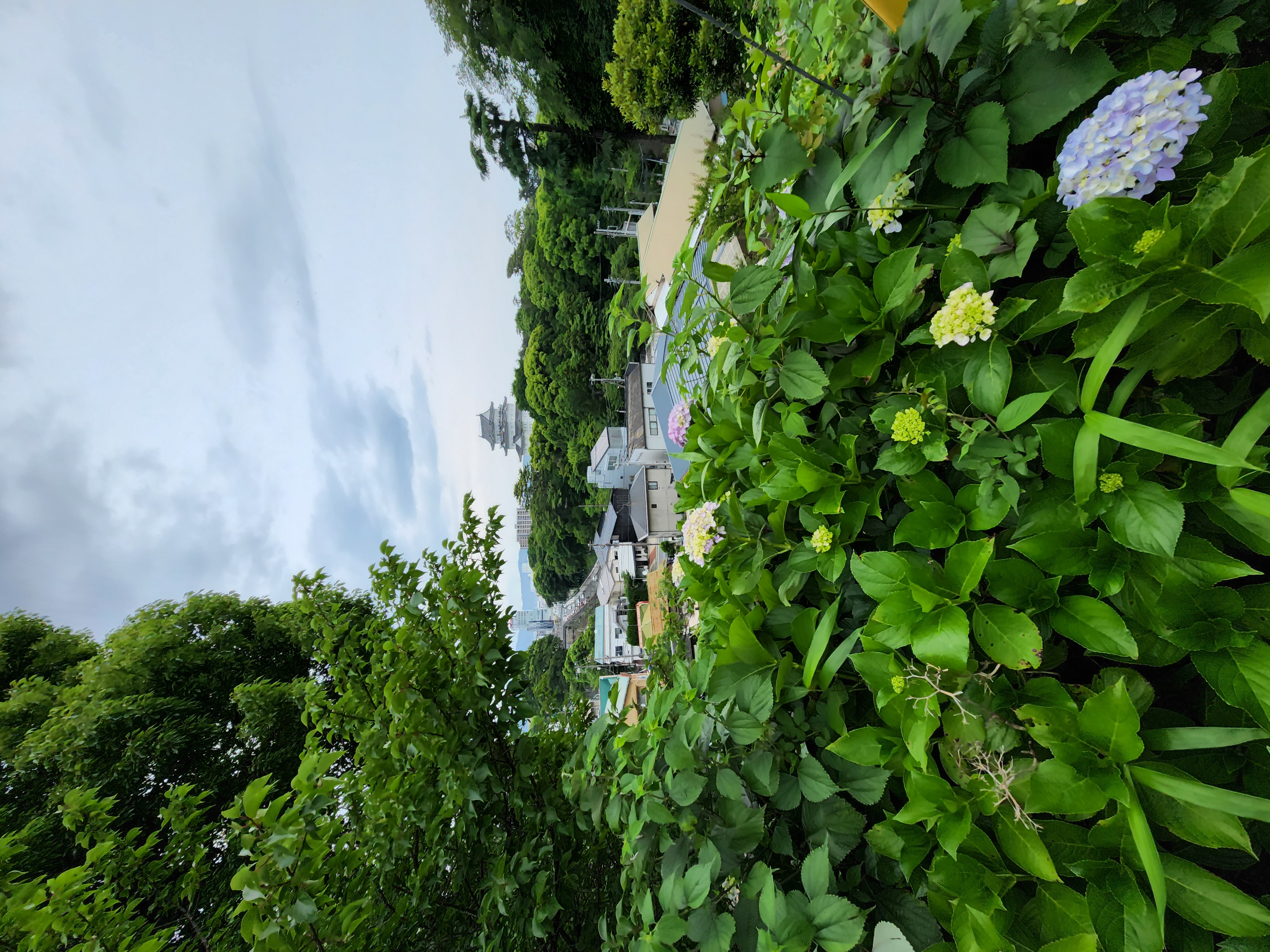 （0.6倍）高台から遠方に見える小田原城を狙った。35mm版換算約13mmの超広角カメラでは手前に咲いている紫陽花も写し込むことができた。もの凄いワイド感である。