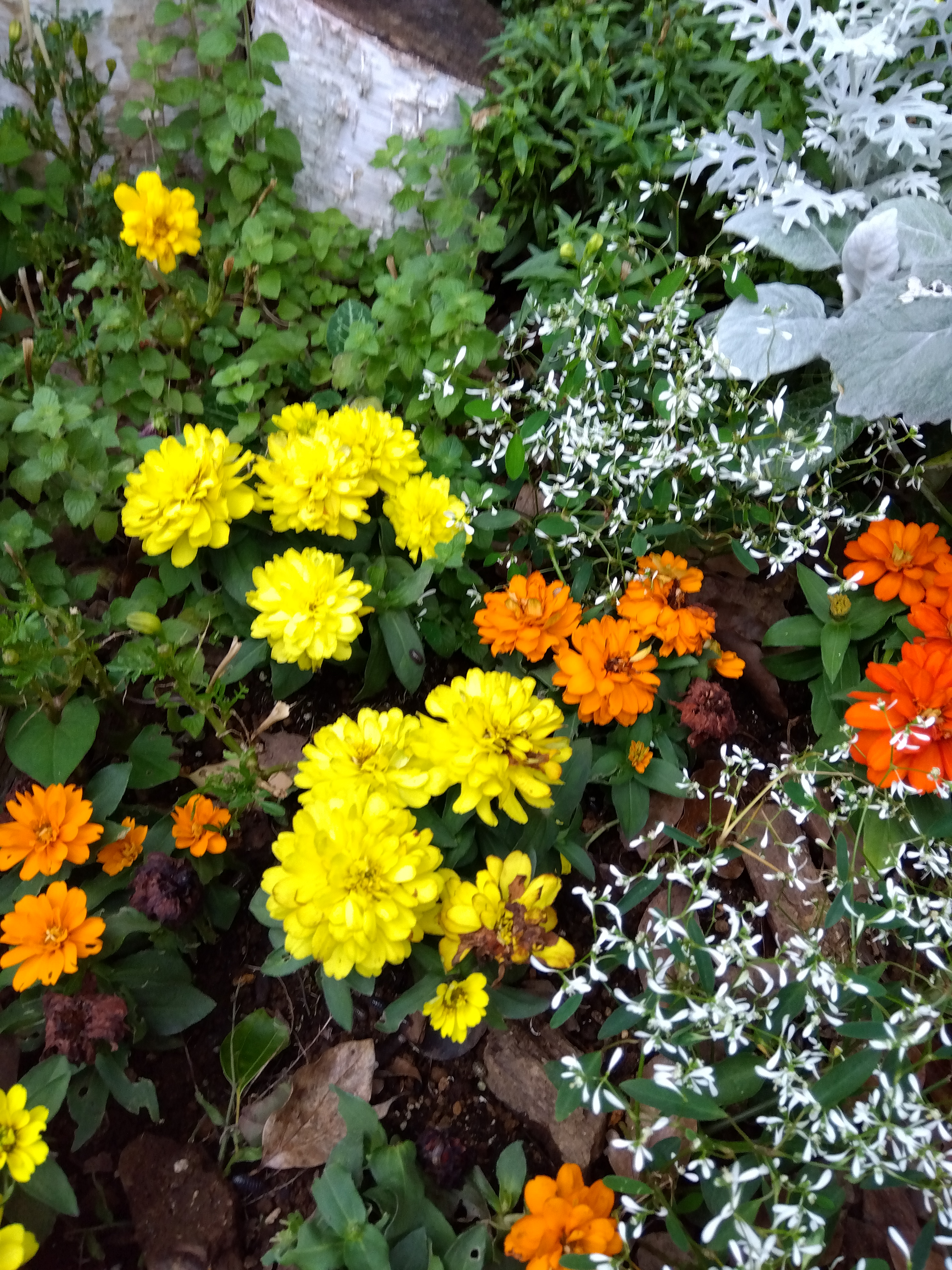 ポートレートで撮影