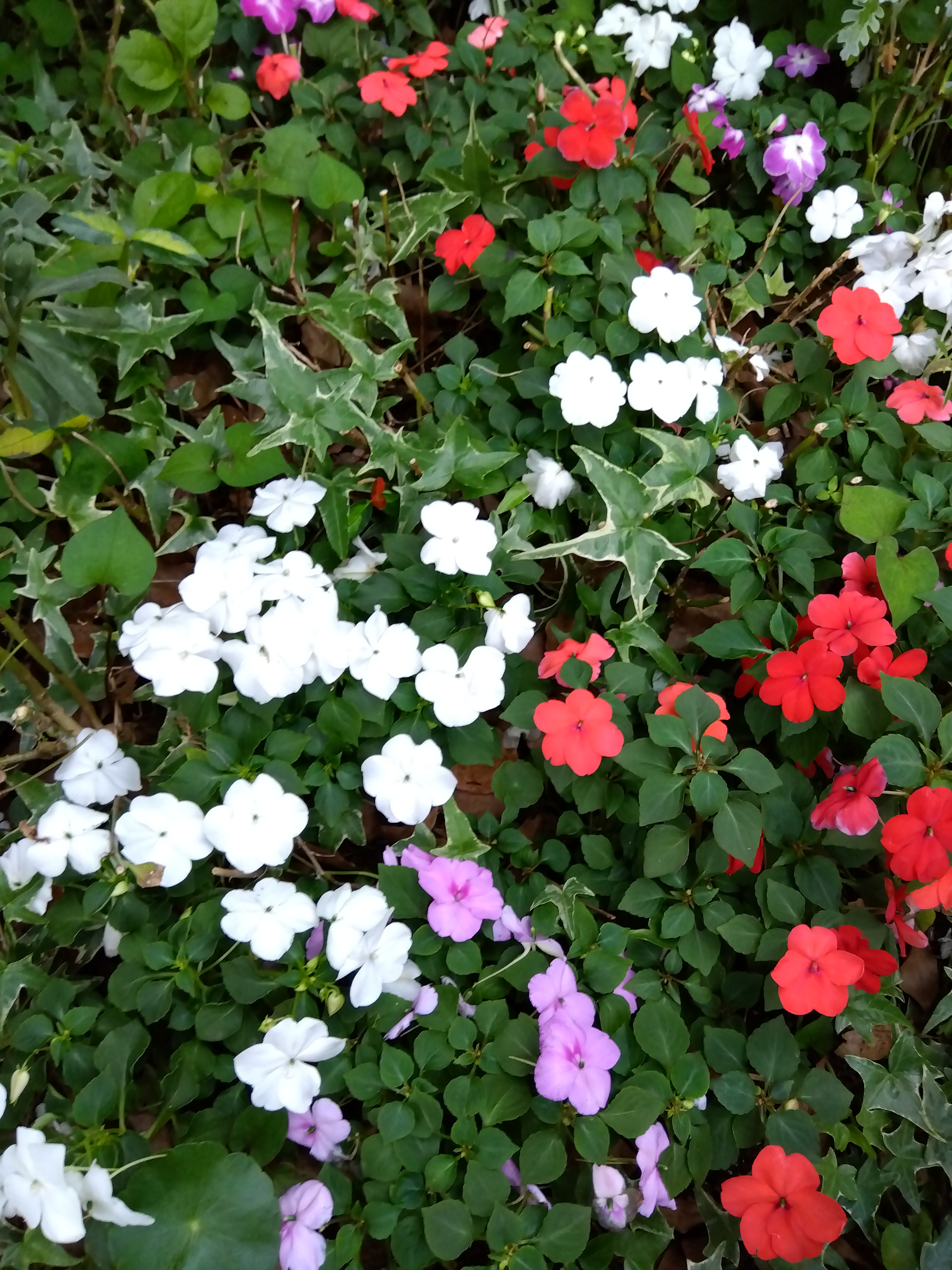 ポートレートで撮影