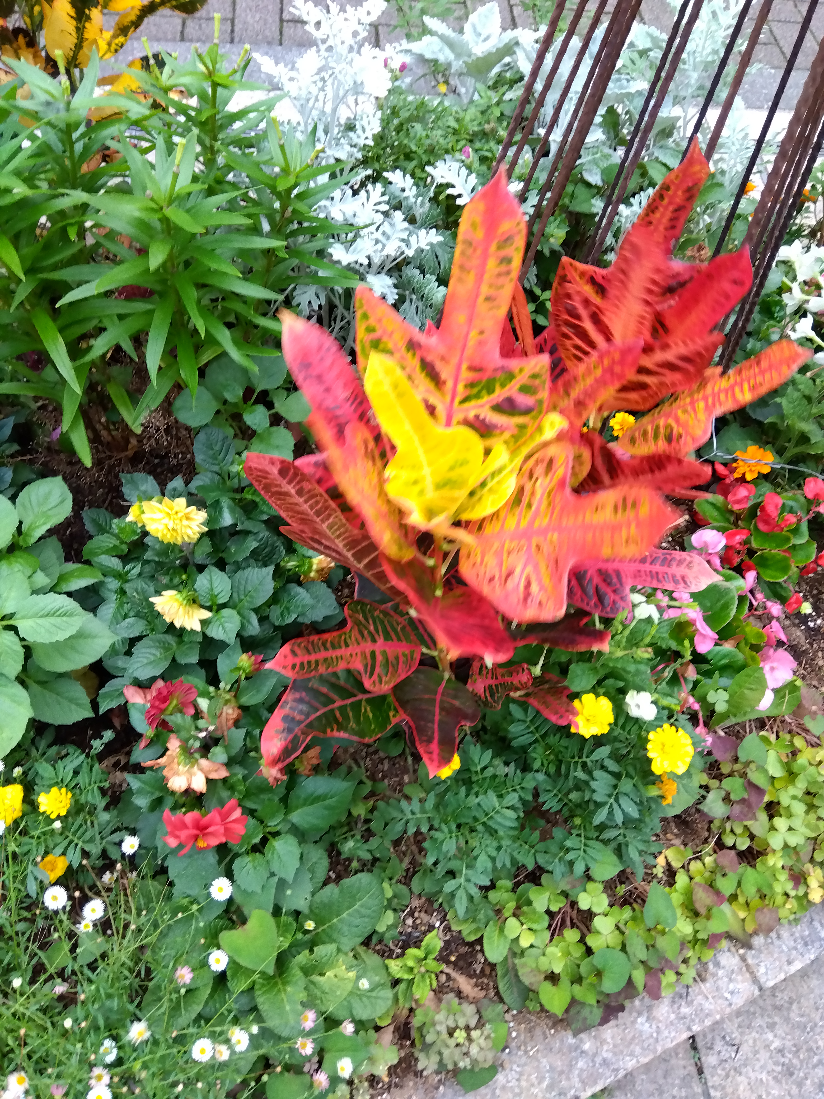 ポートレートで撮影