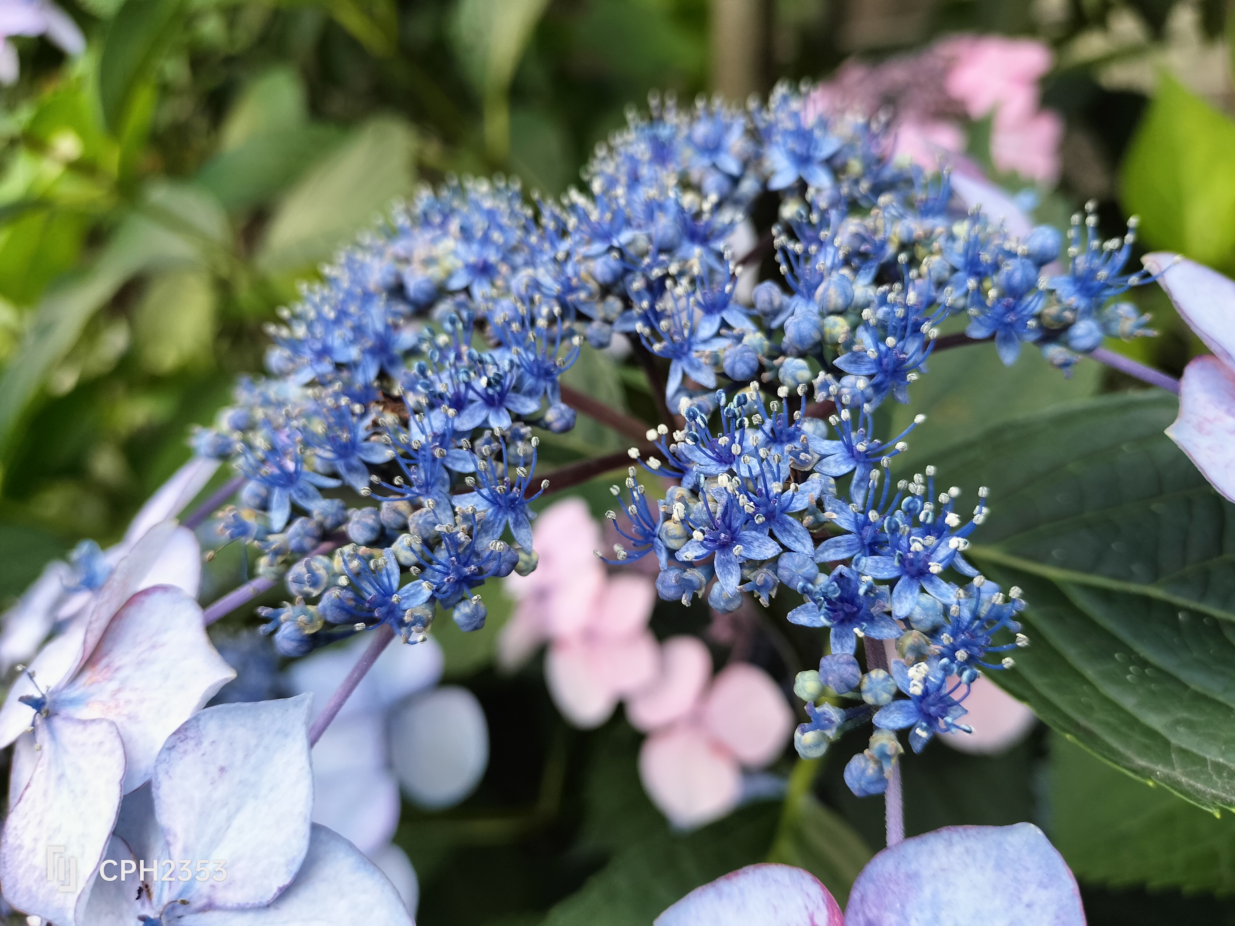 「マクロ」で撮影。色合いも自然に撮影できた