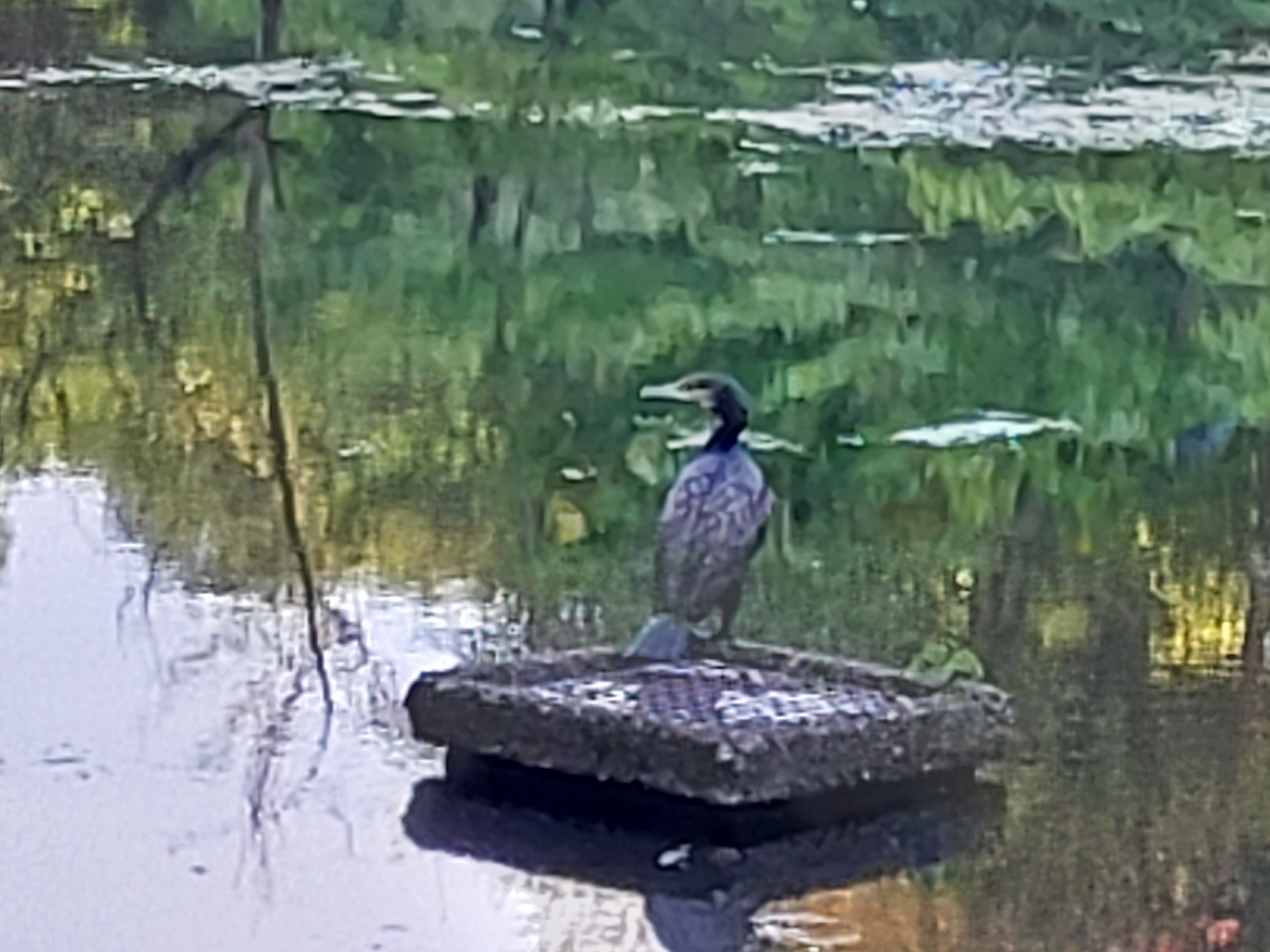 最大10倍のデジタルズームに対応。荒くなるが手ブレを抑えた撮影が可能