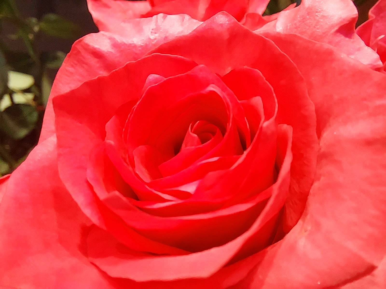 マクロ撮影はモード切り替えが必要。約3cmの接写ができる