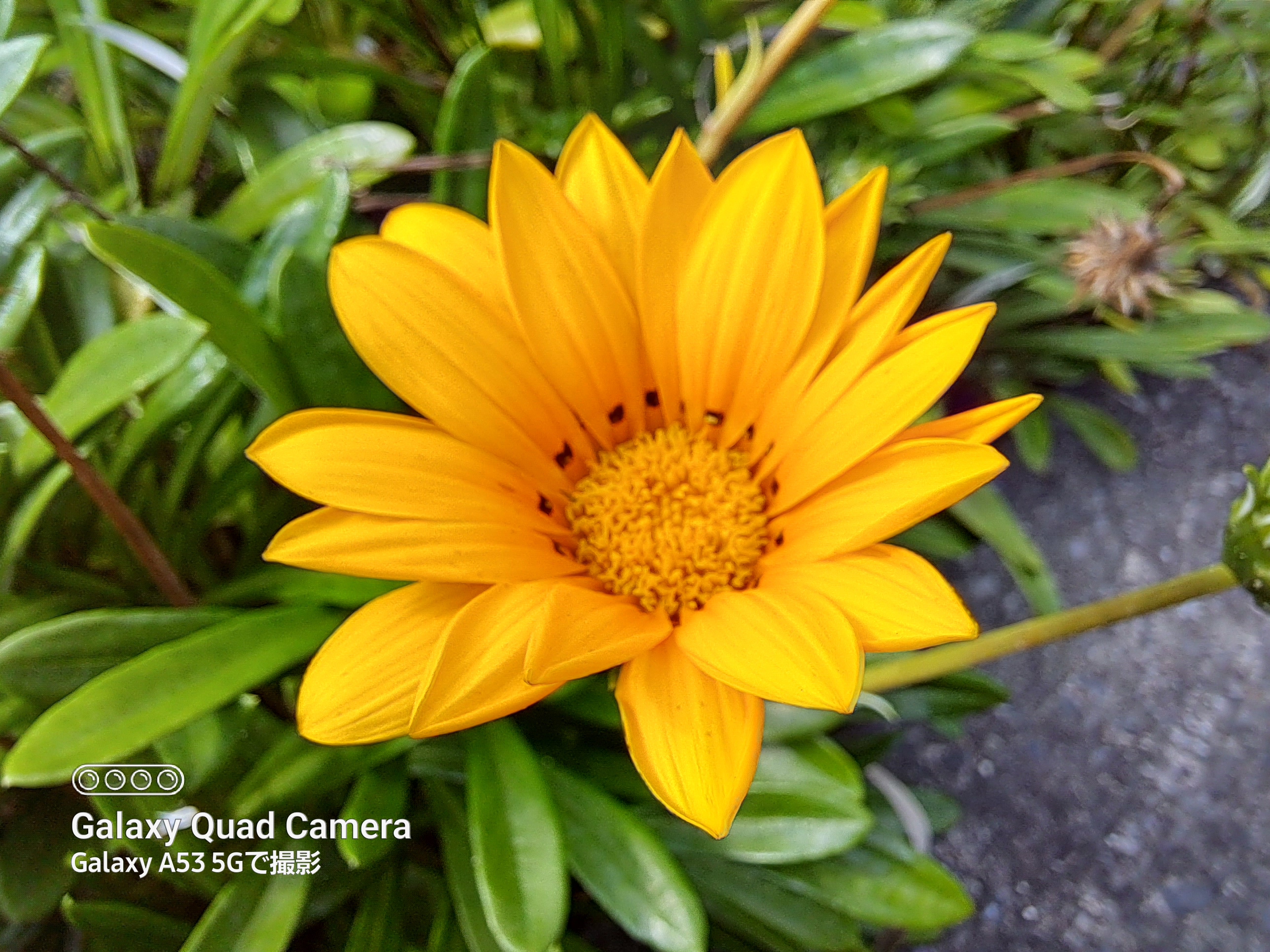 マクロモードで撮影。風があり花が揺れていたため若干ピンボケはしているが、ここまで寄って撮れるのはありがたい