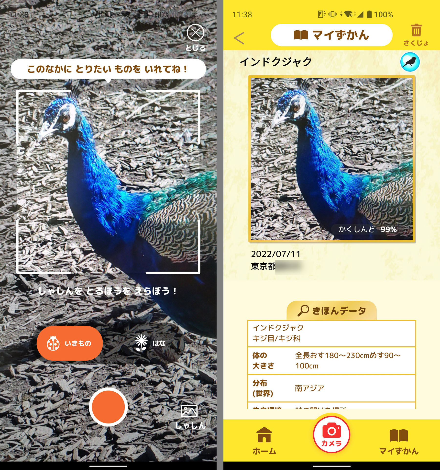 「いきもの」を選び、目の前の鳥を撮影してみると……クジャクと判定された