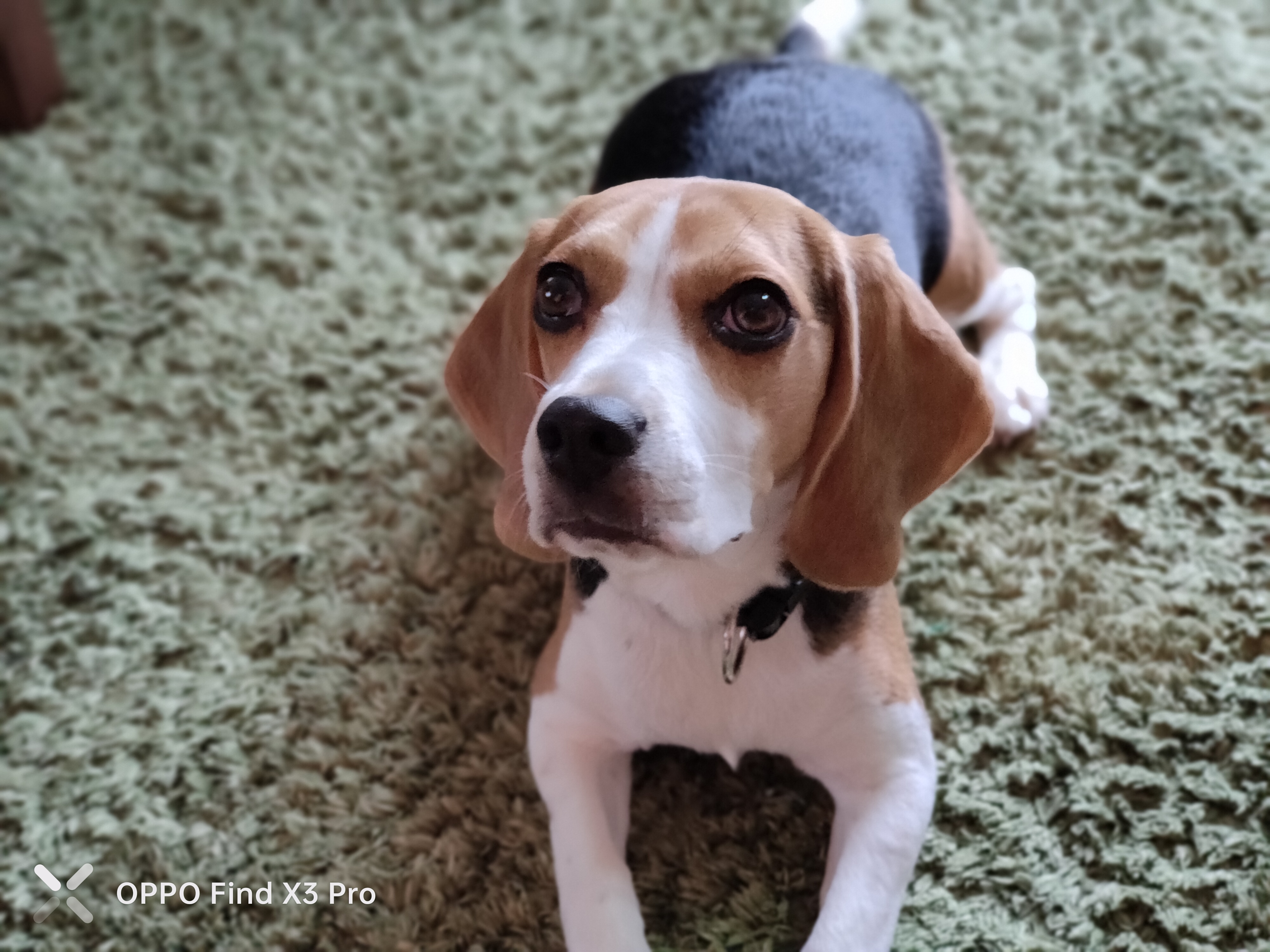 Find X3 Proのポートレートモードで愛犬を撮影。人物撮影に最適化されているためか、明るいトーンで写った