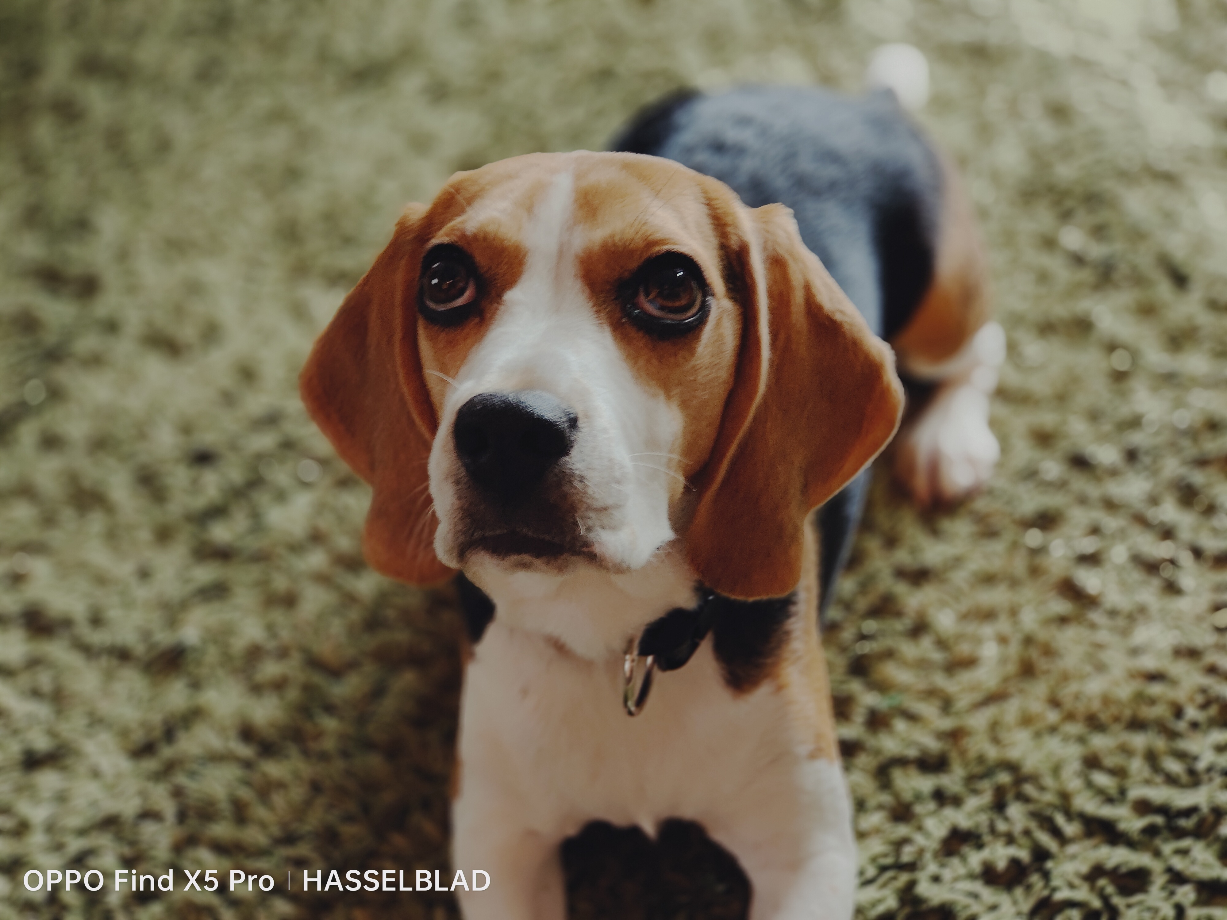 Find X5 Proのポートレートモードでは、色が強めに出て、より立体的な印象になった