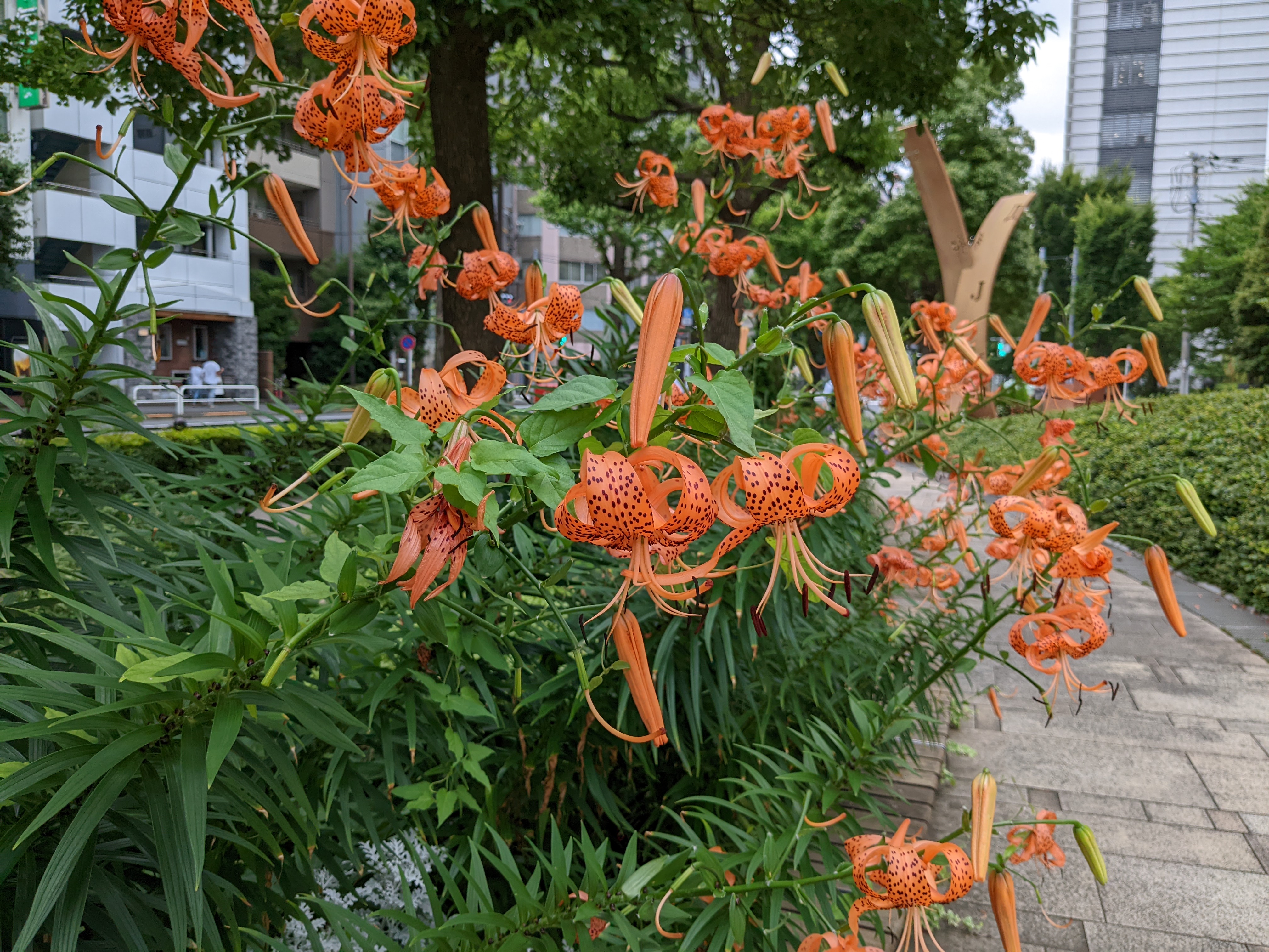 広角カメラで撮影