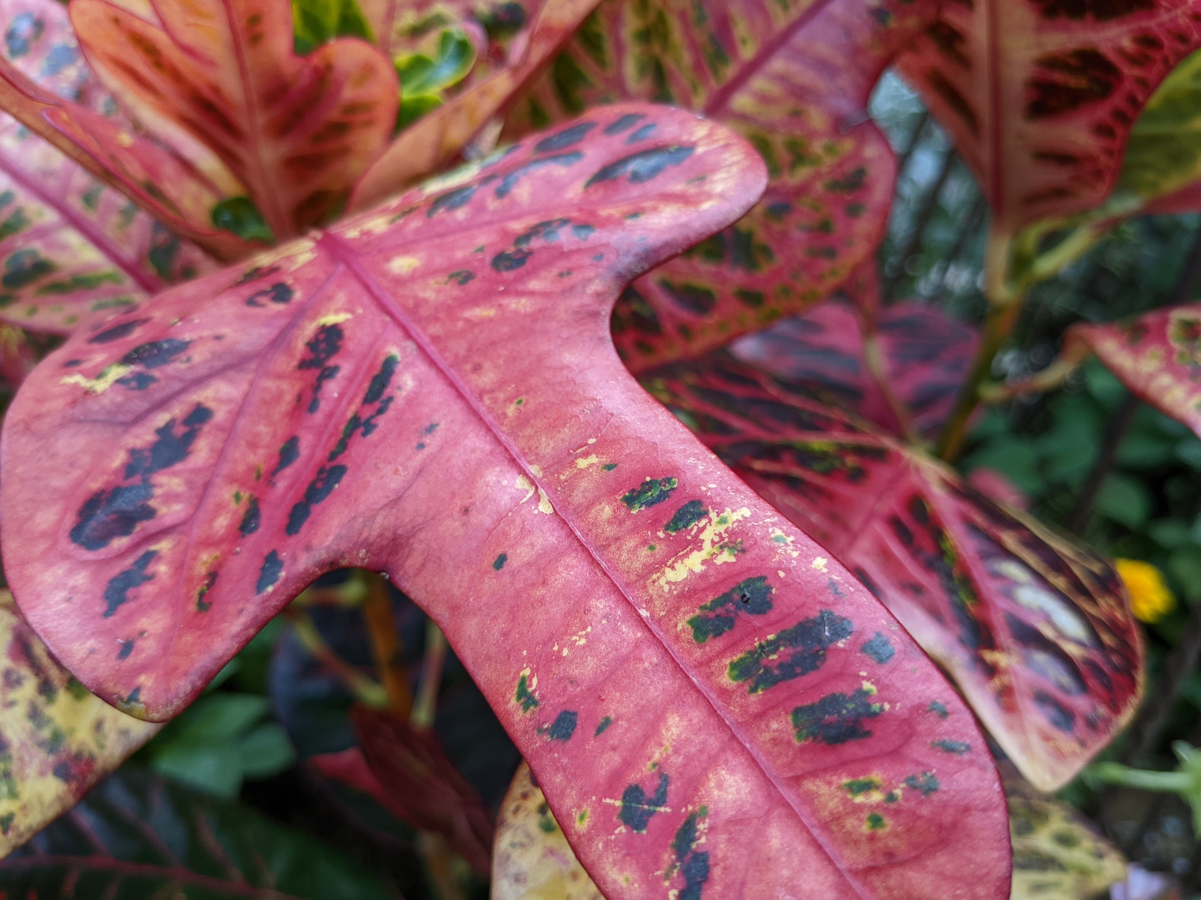 7倍ズームで最大まで寄ったところ