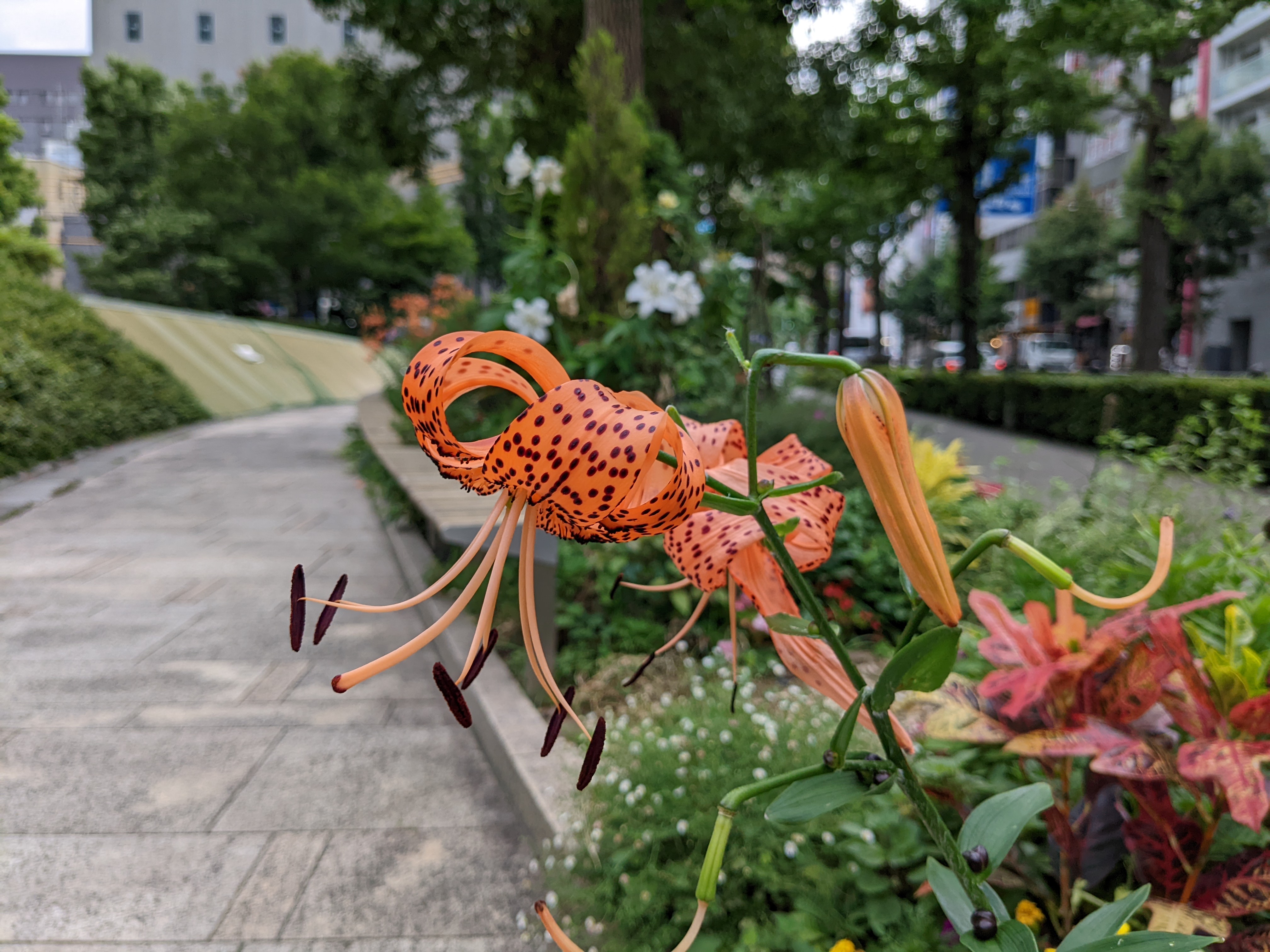 ポートレートモードで撮影