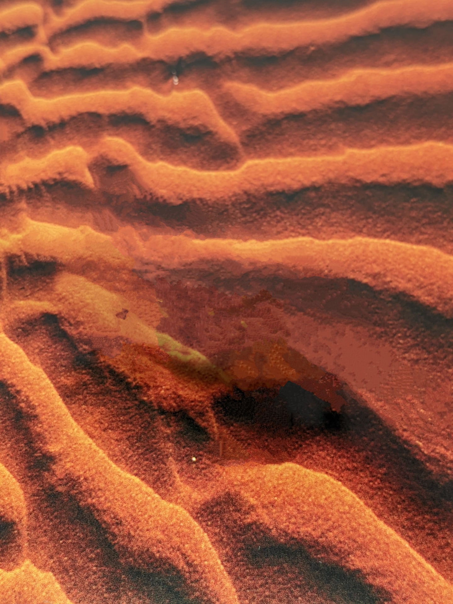 消えるカメレオン