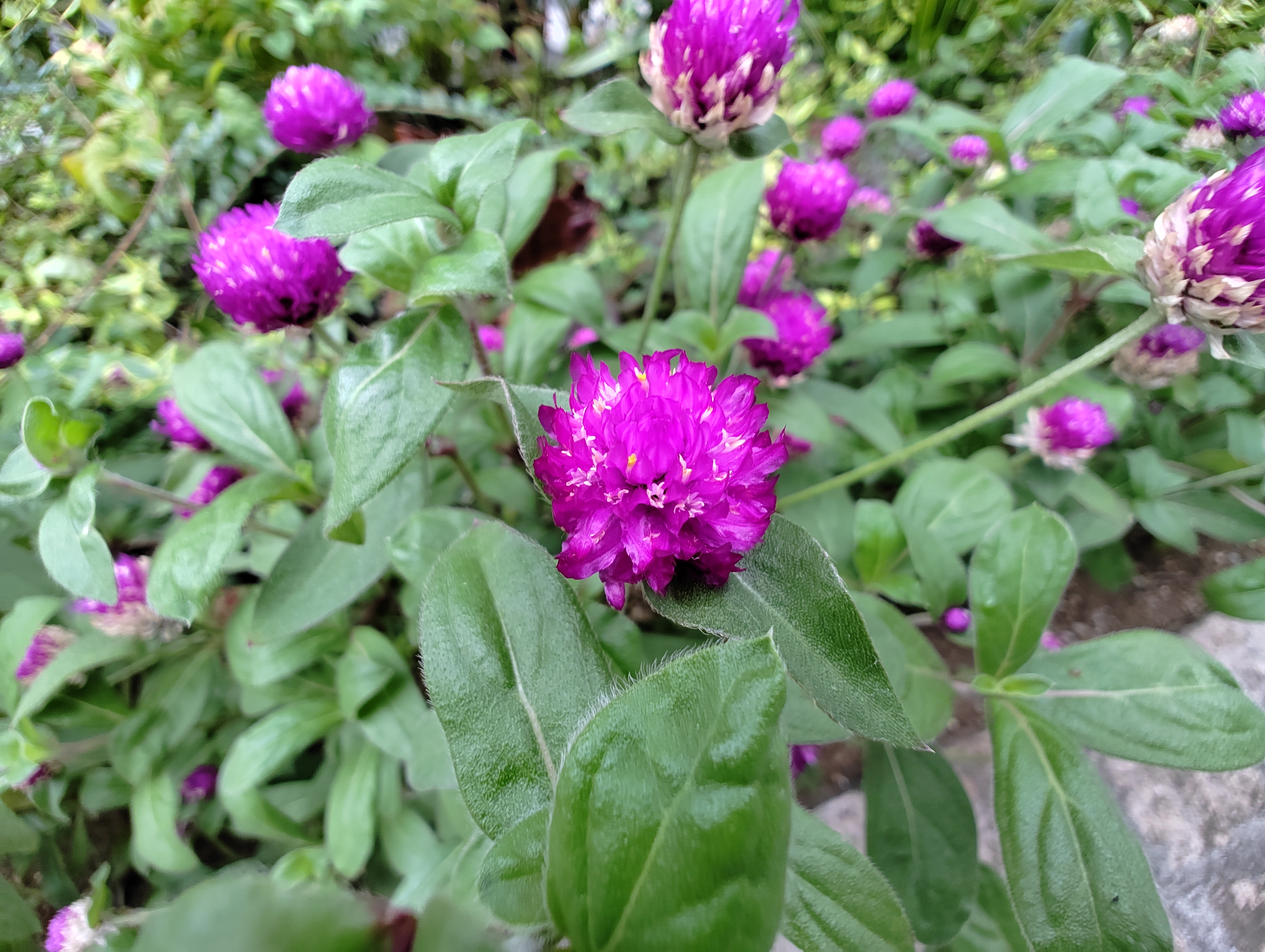 マクロモードで撮影