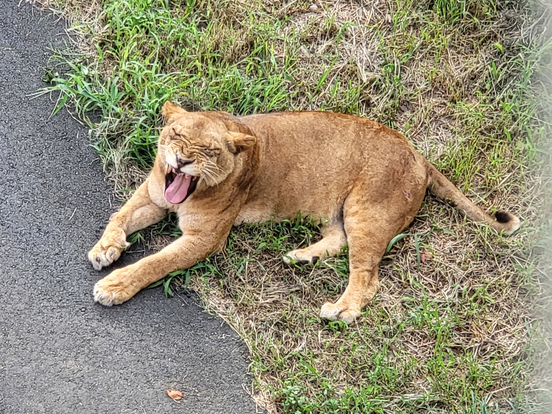 橋の下にいたメスライオン。大あくびだ