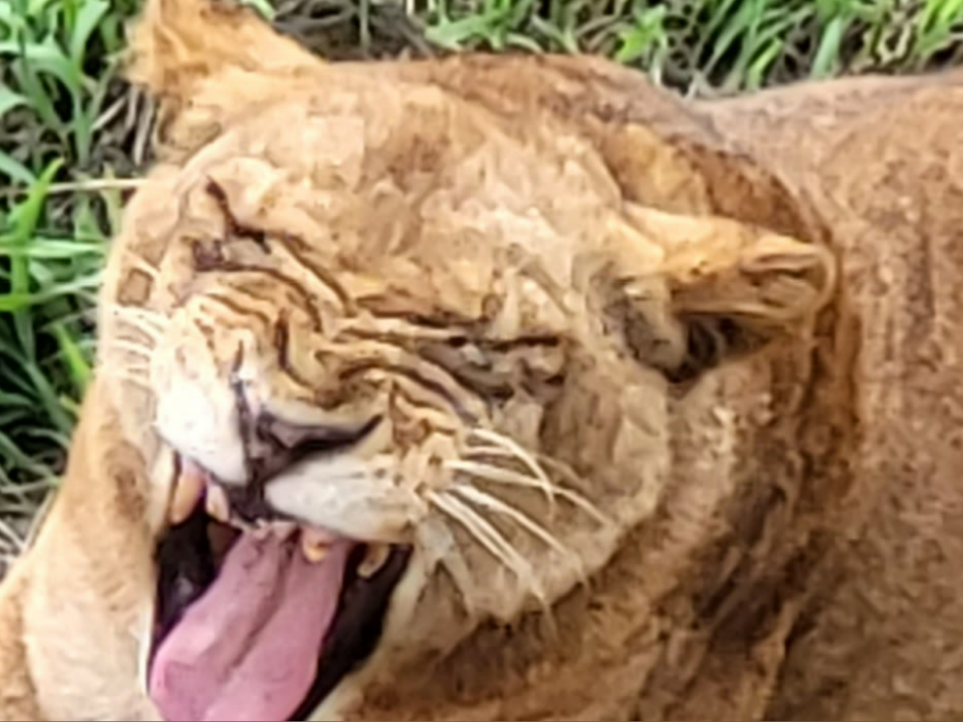 顔の部分をさらに拡大したもの。のっぺりとしている