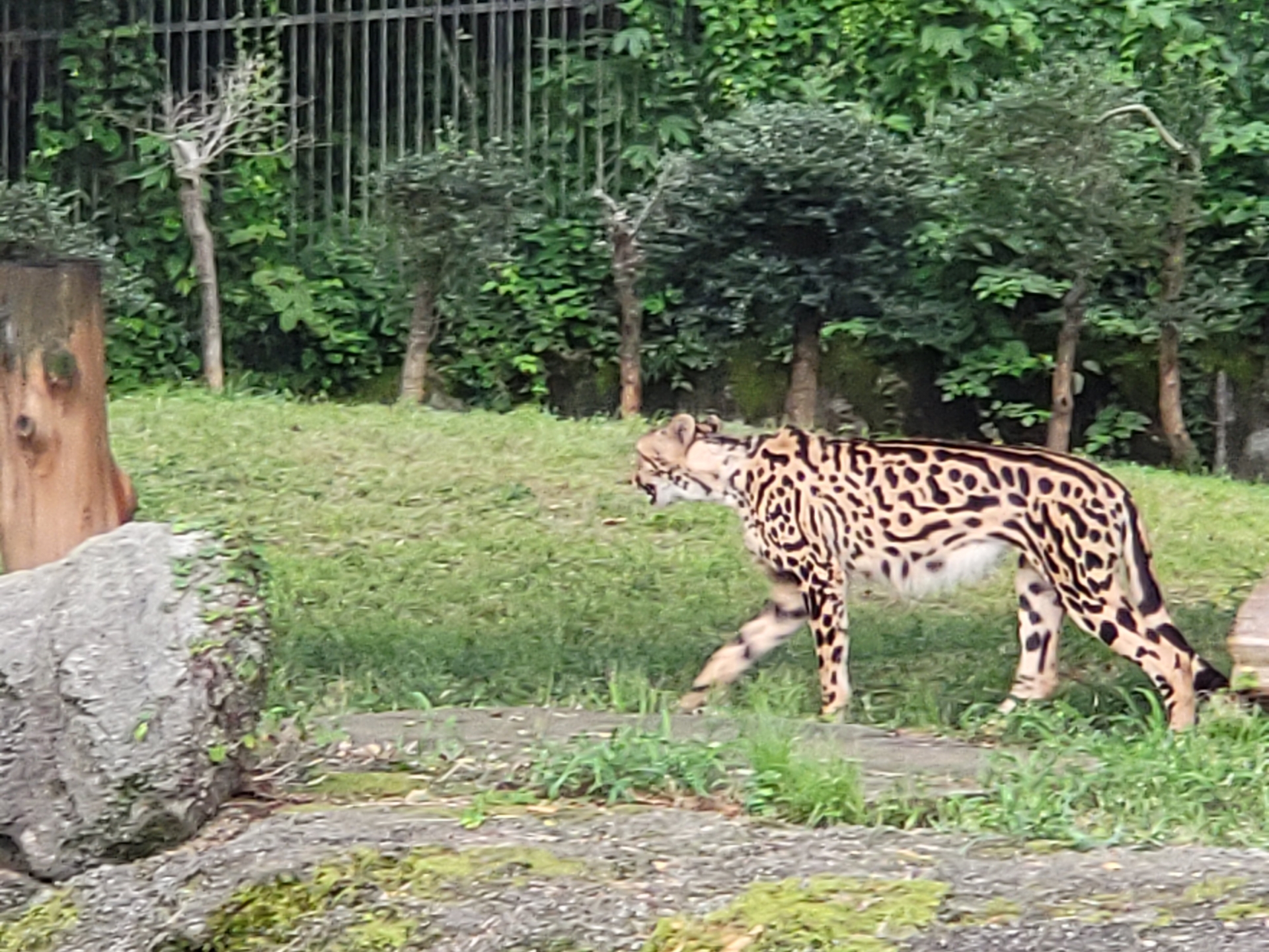 真横から見たキングチーター。いくつかの斑点がつながっている