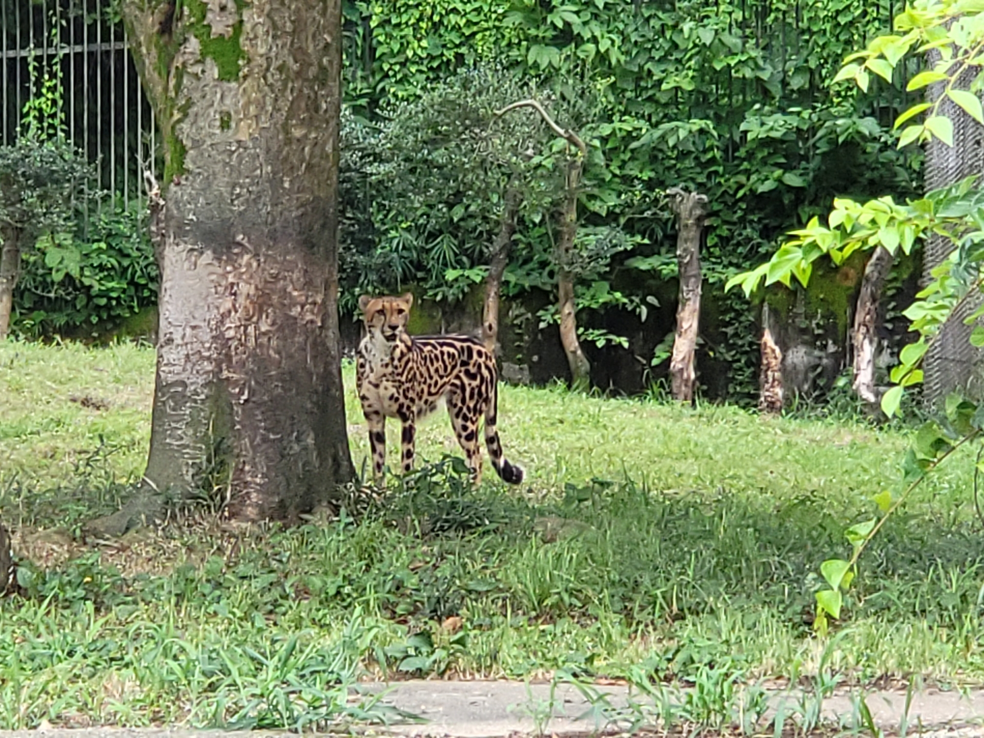 ティアーズマークがなかったら、チーターだとはわからなかったかも