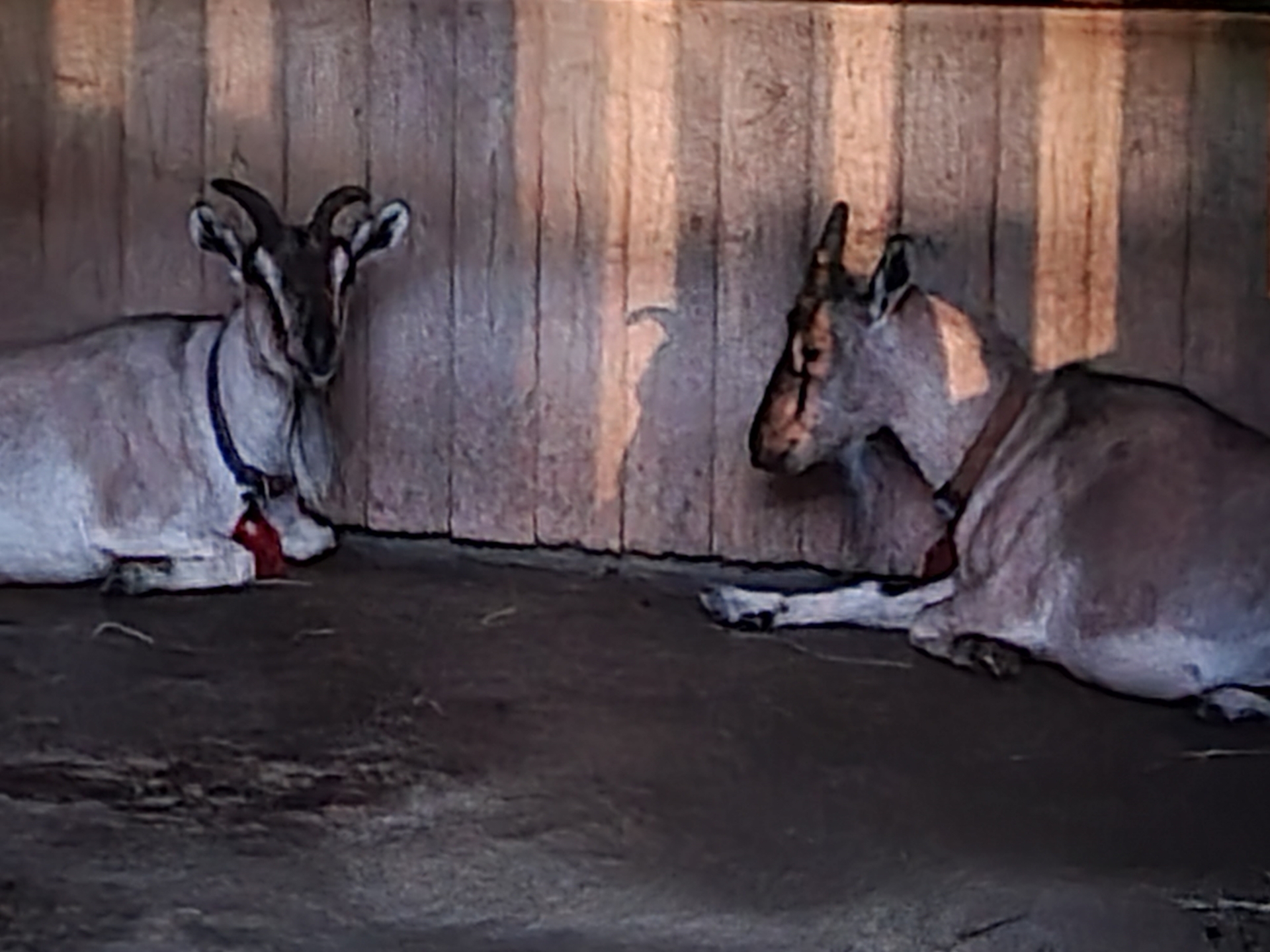展示が終わって、小屋の中で休んでいたヤギ