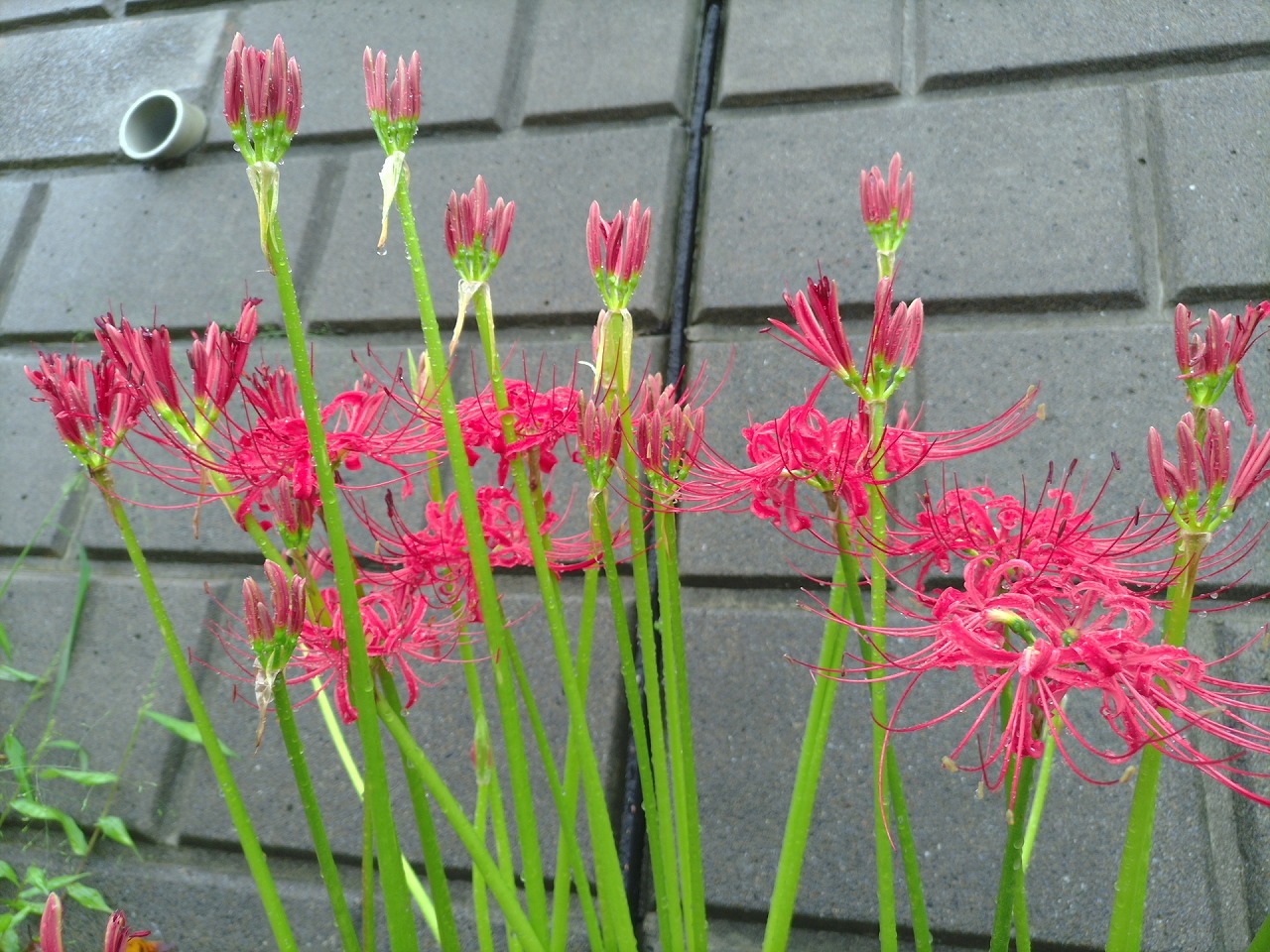 近所のヒガンバナ。Monoで書き出し