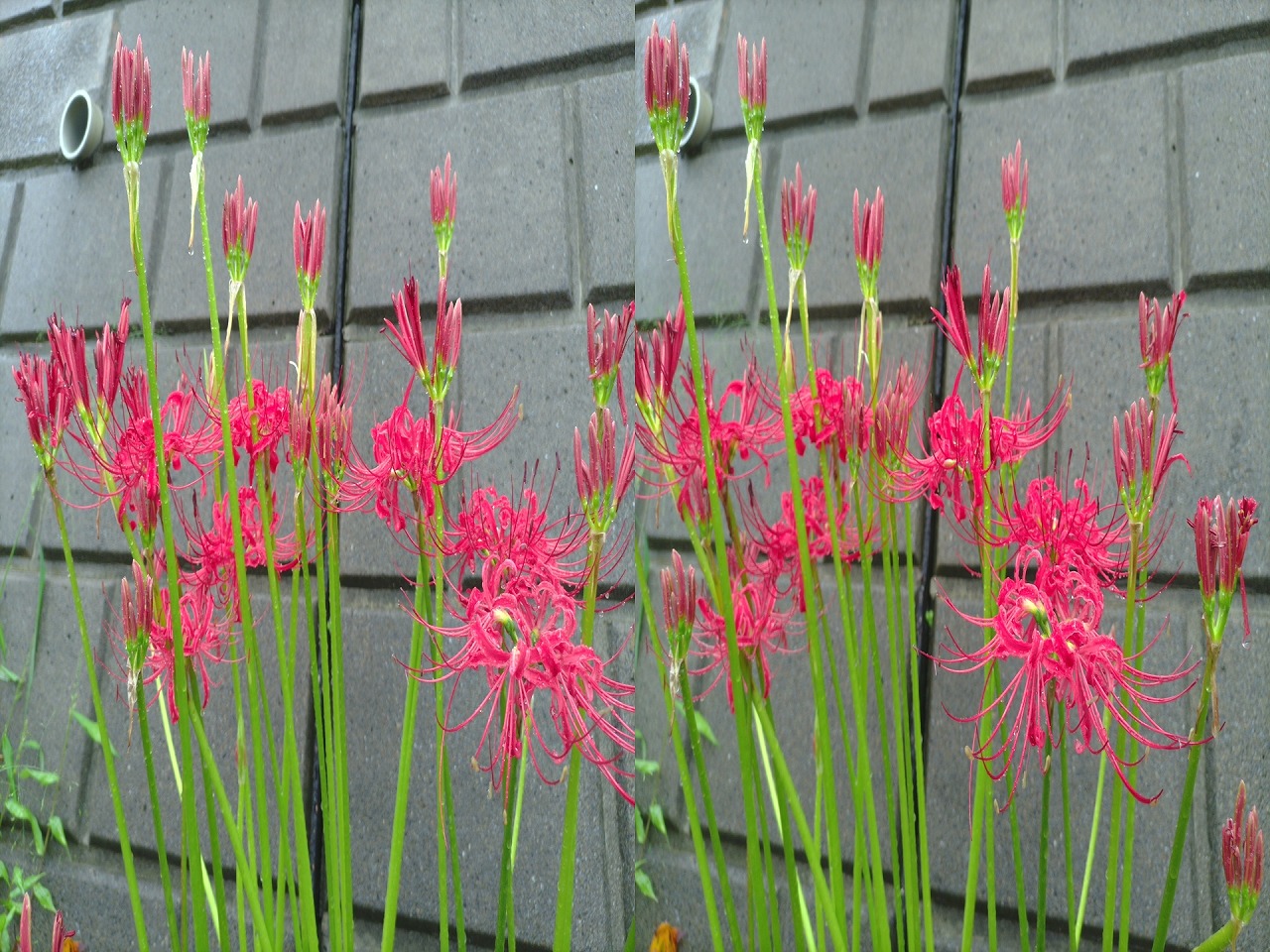 こちらはHalf Side By Side