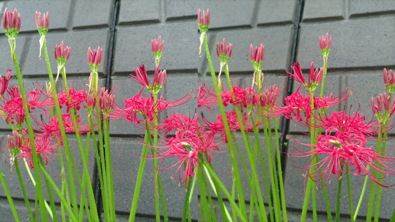 Parallel Eyesで書き出した