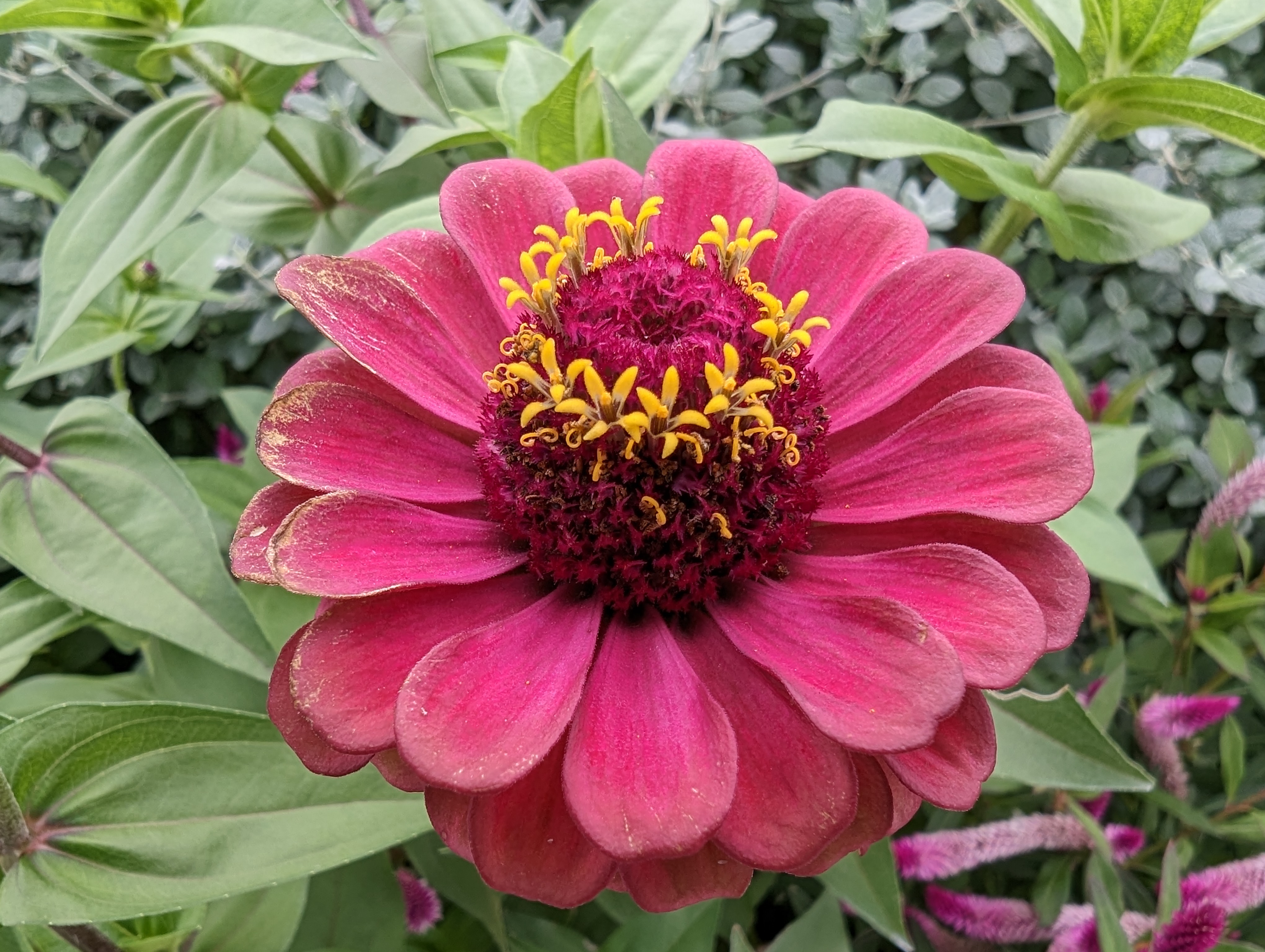 マクロ フォーカスで撮影