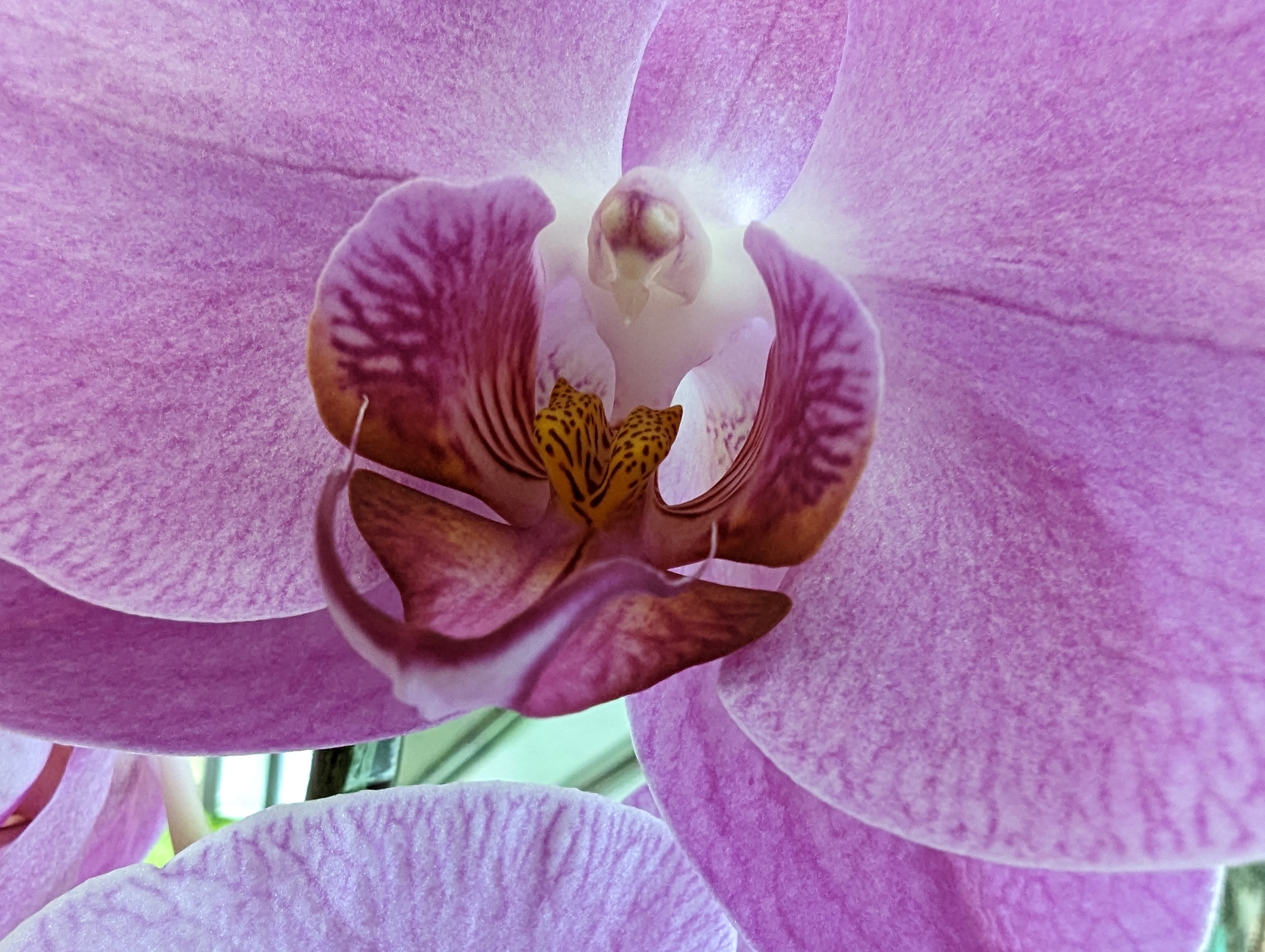 「Pixel 7 Pro」で花をマクロ撮影。背後からの光のおかげで、全体的に明るく撮影できている