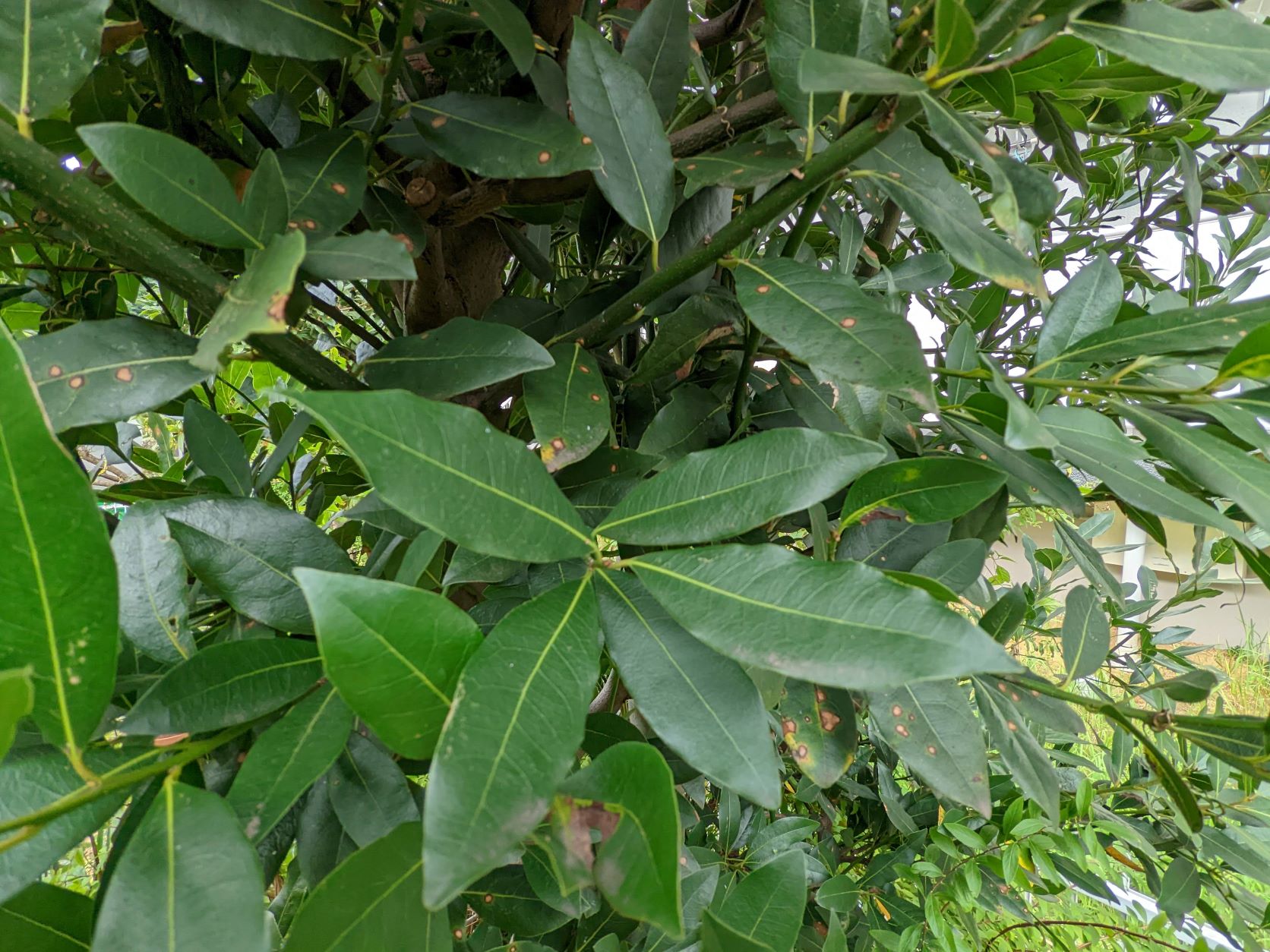 この木なんですけどね、なんですかね