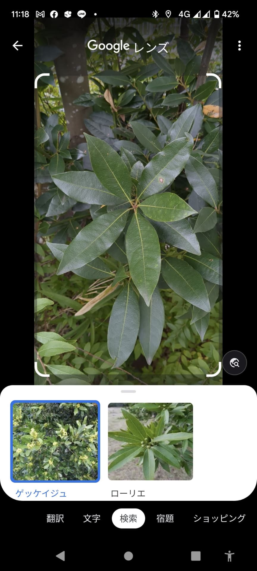 月桂樹（ローリエ）！　そっかぁ！