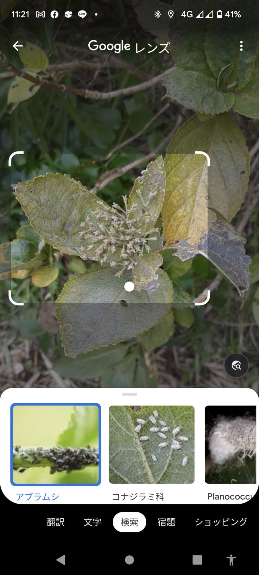 しおれたアジサイを「アブラムシ」と誤判定してしまうGoogleレンズさん……