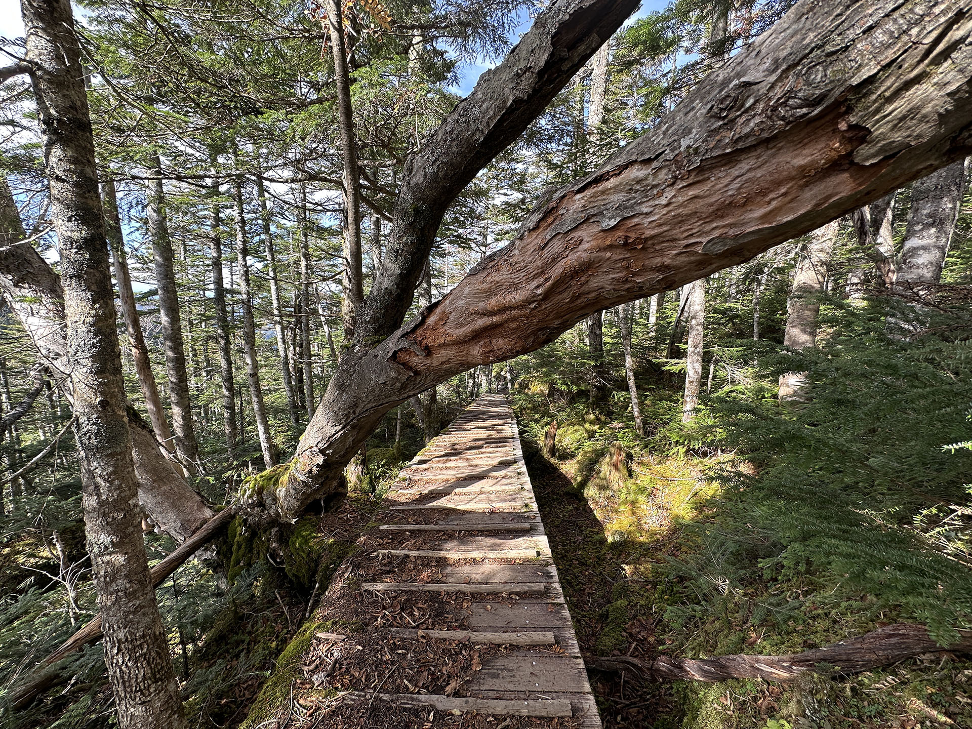 登山道的なところを下りながらメインカメラ（1x/24mm）で撮影。これも暗部が適切に持ち上げられてイイ感じの仕上がりと思う。