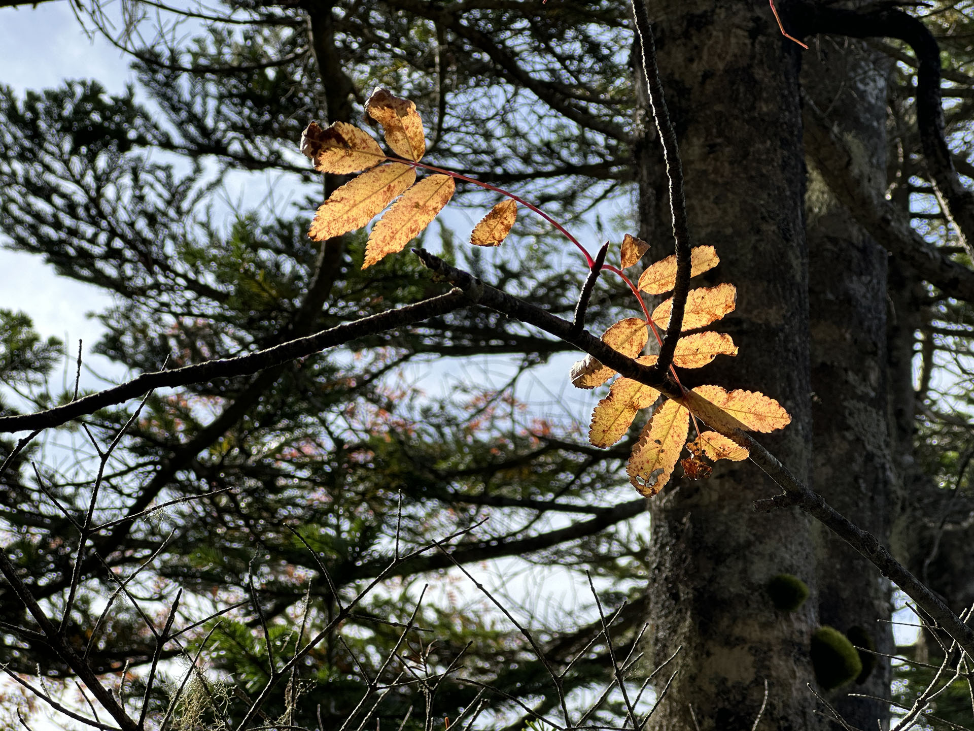 紅葉を逆光で3倍ズーム（3×/77mm）にて撮影。背景がそこそこボケてピントが合った被写体が際立っている。発色も自然でいい感じ。ボケのカタチが微妙に気持ち悪いかな～と思うのは、iPhone 13 Pro Maxでも同様であった。