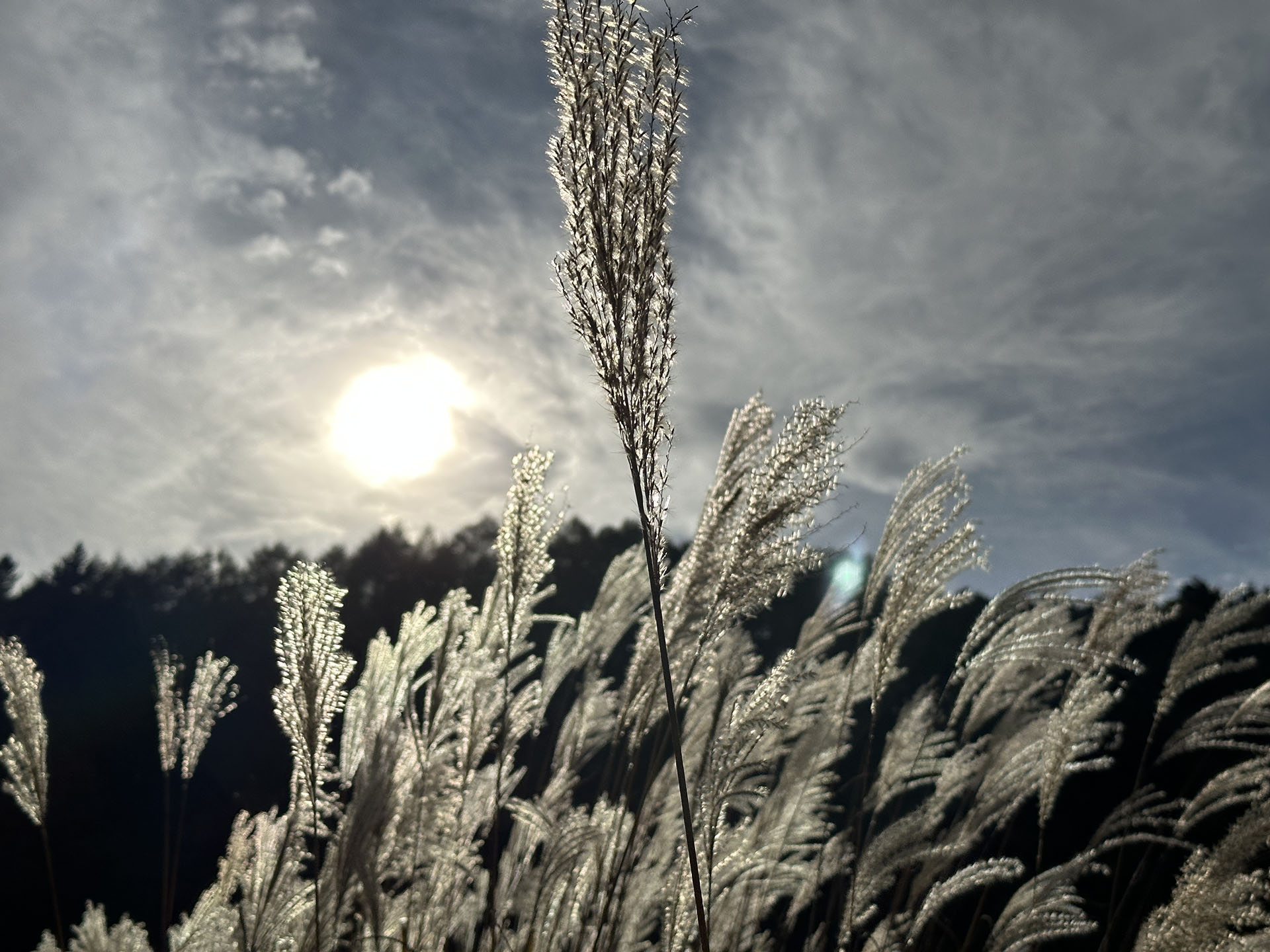 逆光のススキを2倍ズーム（2×/48mm）で撮影。太陽など強い光が入るとゴーストが出ちゃうのは相変わらずだが、こういう厳しい状況でもなかなか踏ん張って描写してくれる。なお、2倍ズーム撮影時は4800万画素中央部をクロップして画像を生成しているそうだ。