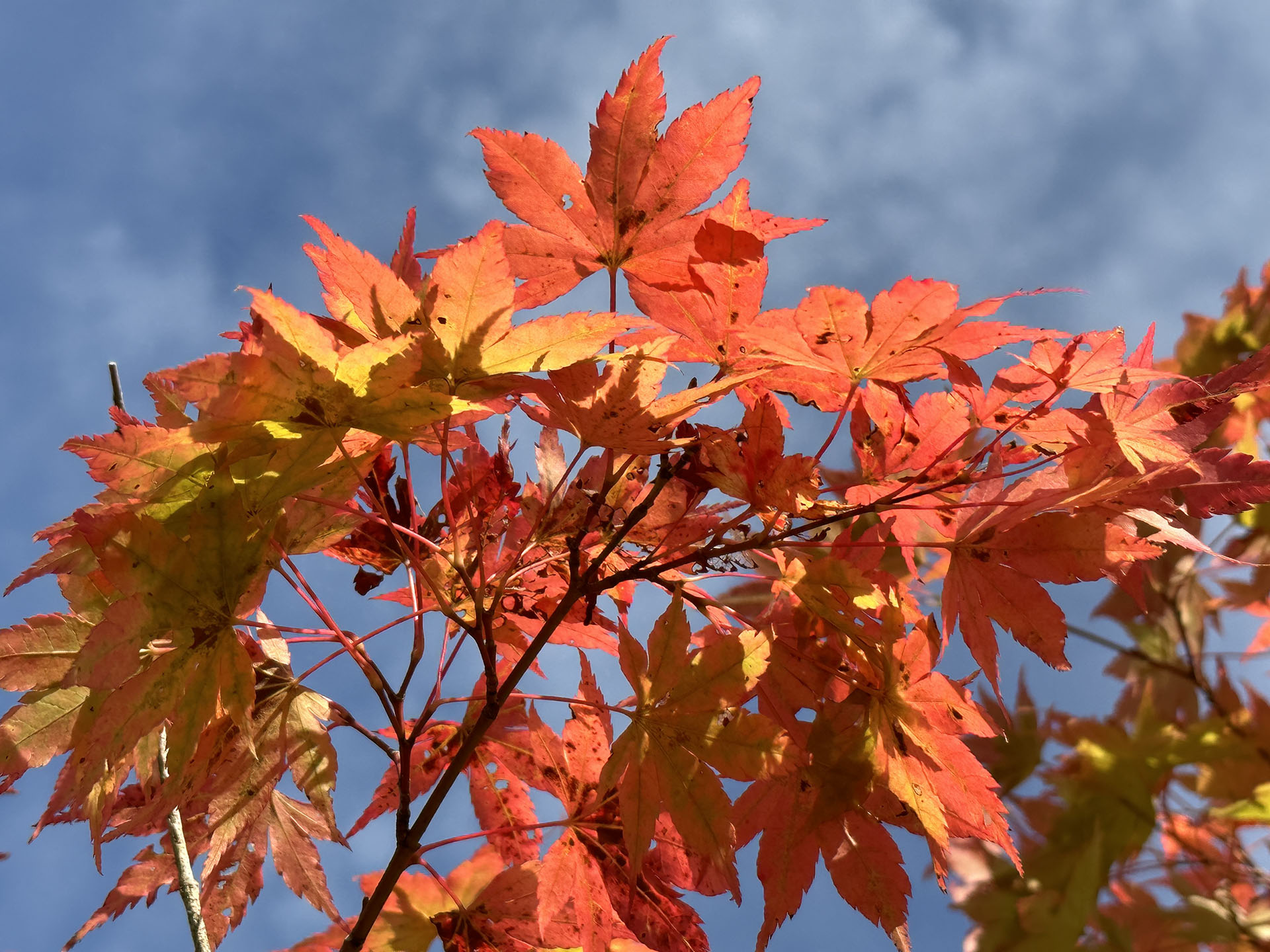 紅葉を3倍ズーム（3×/77mm）で撮影。実物はこれよりもほんの少し彩度が低かったと思うが、それでもさほど違和感のない発色となっている。細部のクリアさも良好。